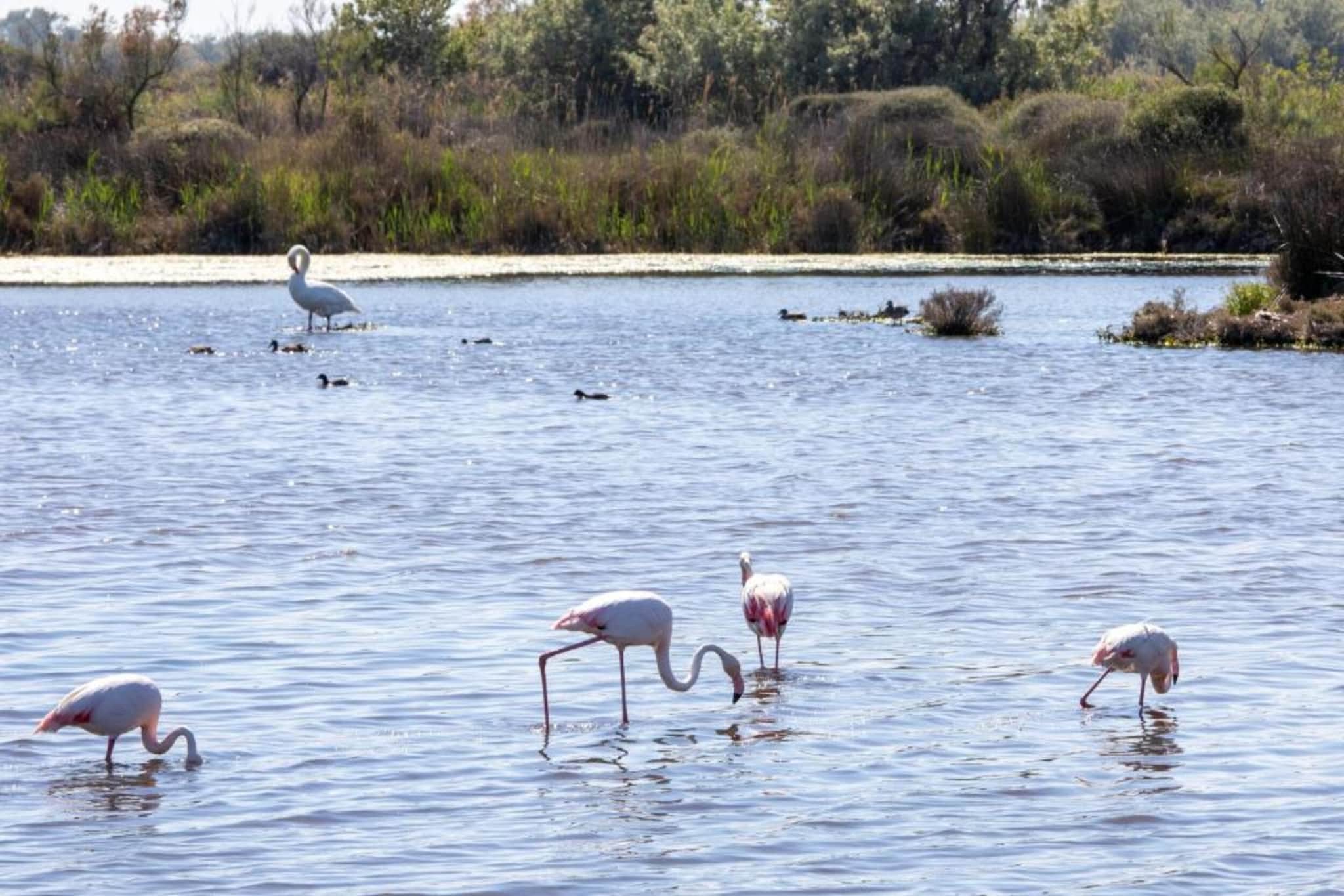 Le village Camarguais Les Gardians 4-Gebieden zomer 20km