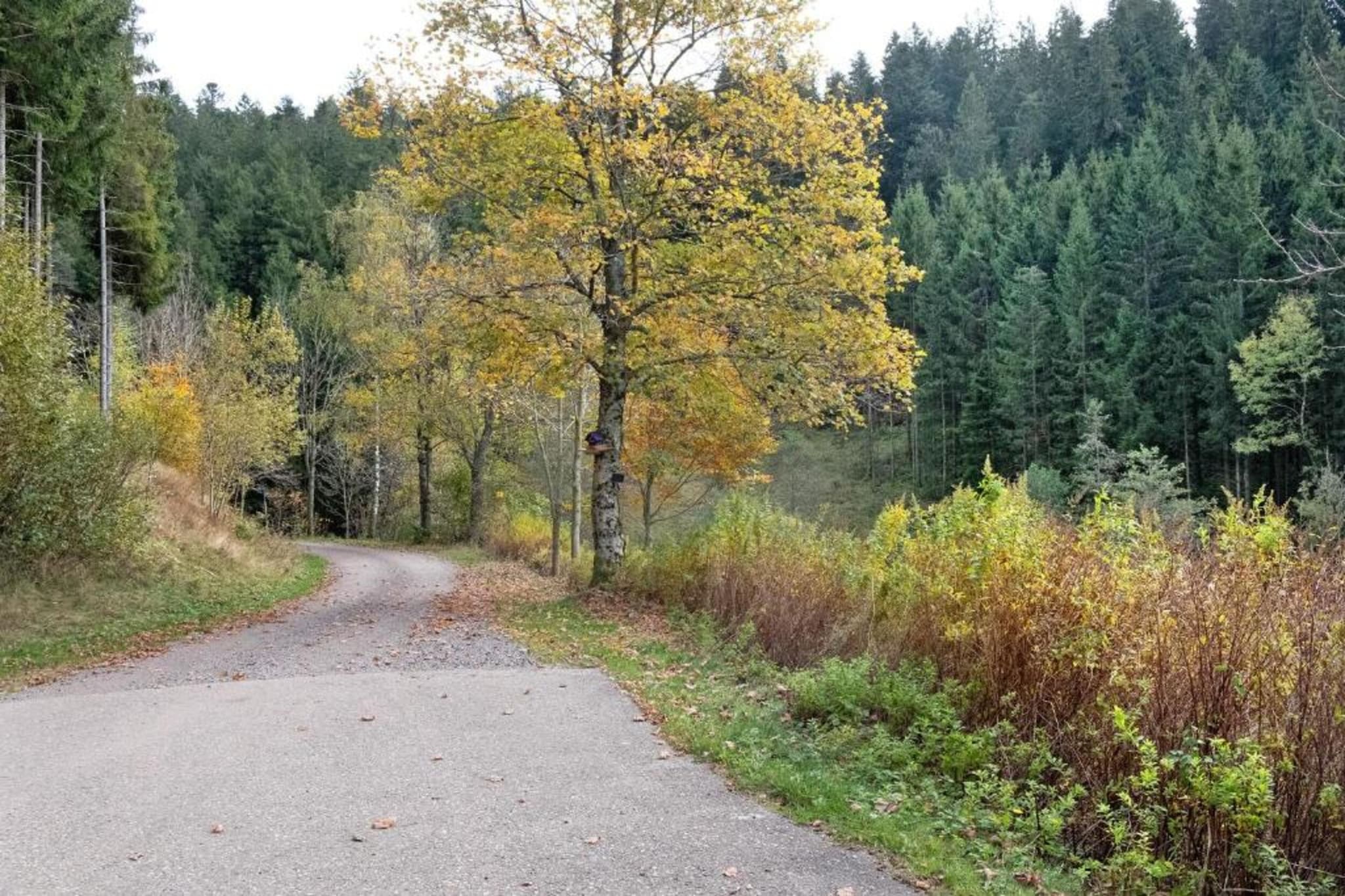 Schwarzwald-Gebieden zomer 20km