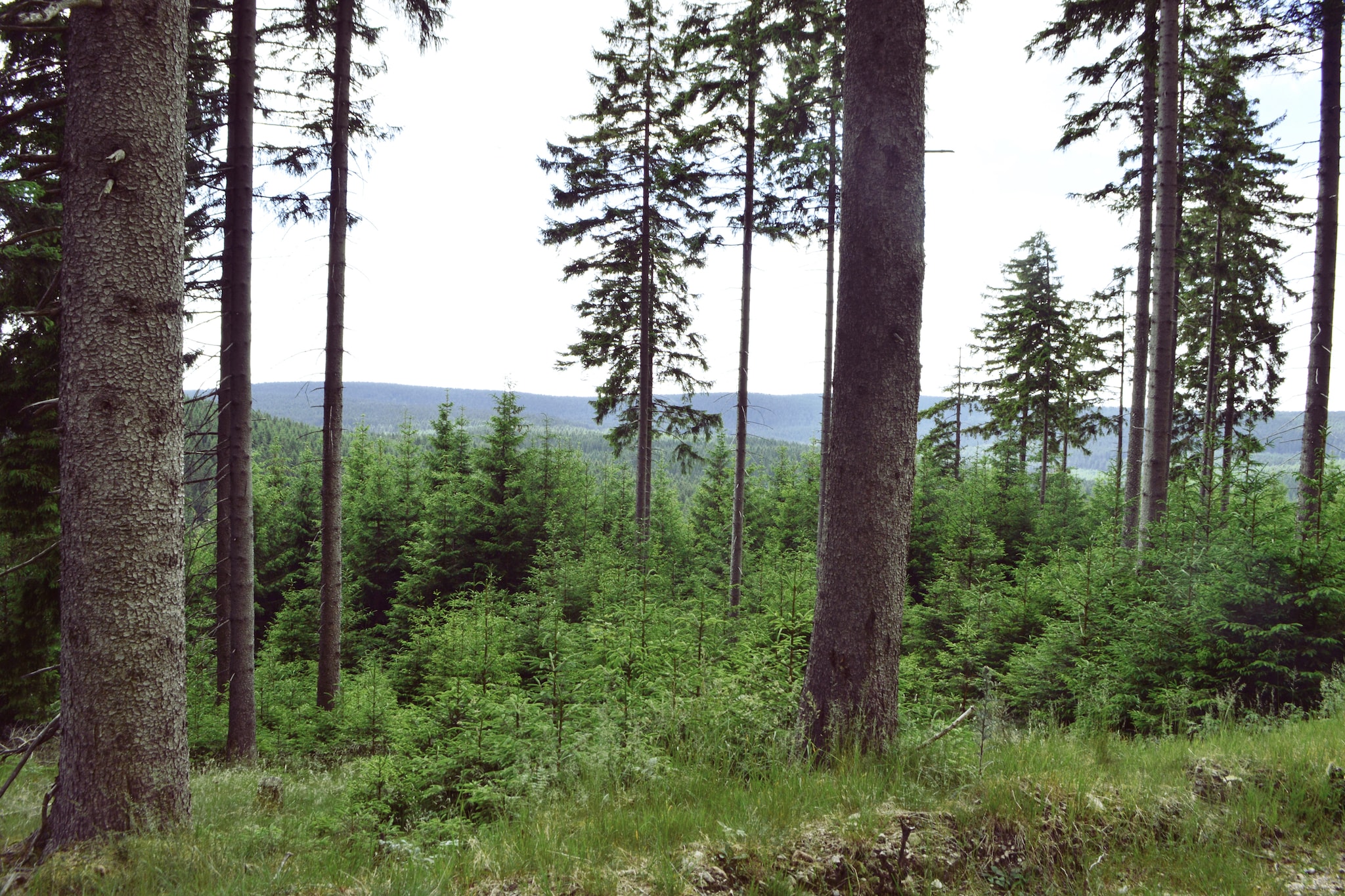 Möhrenbach-Gebieden zomer 1km