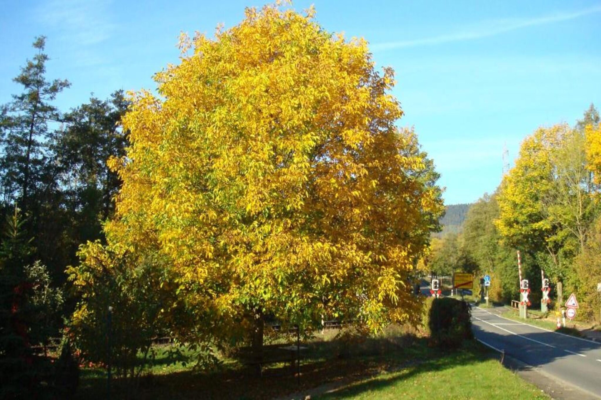Nieheim