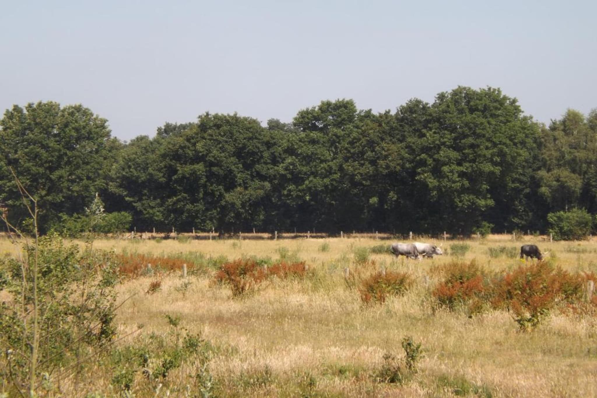 Bungalow 87-Gebieden zomer 20km