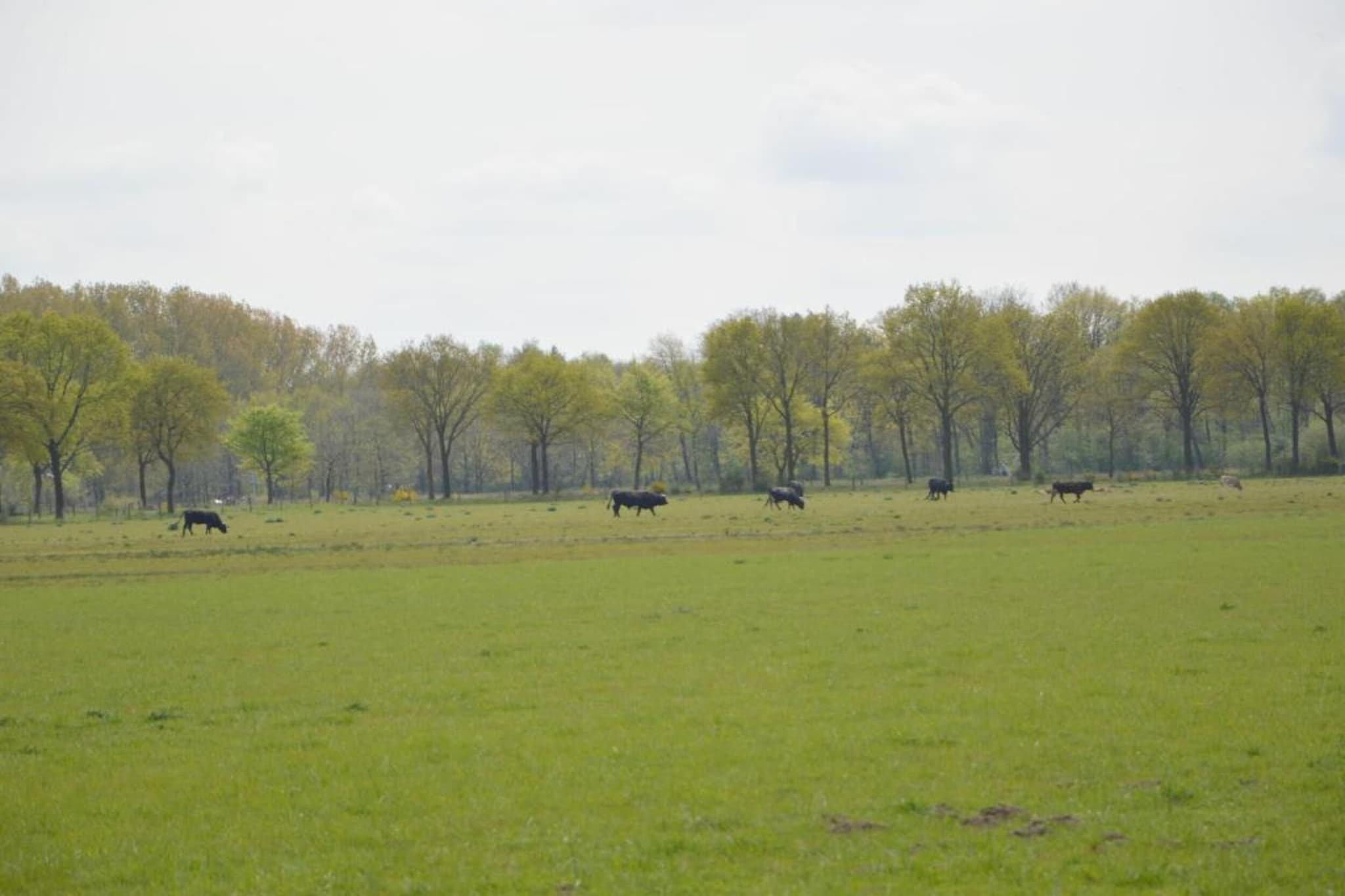 Bungalow 87-Gebieden zomer 20km
