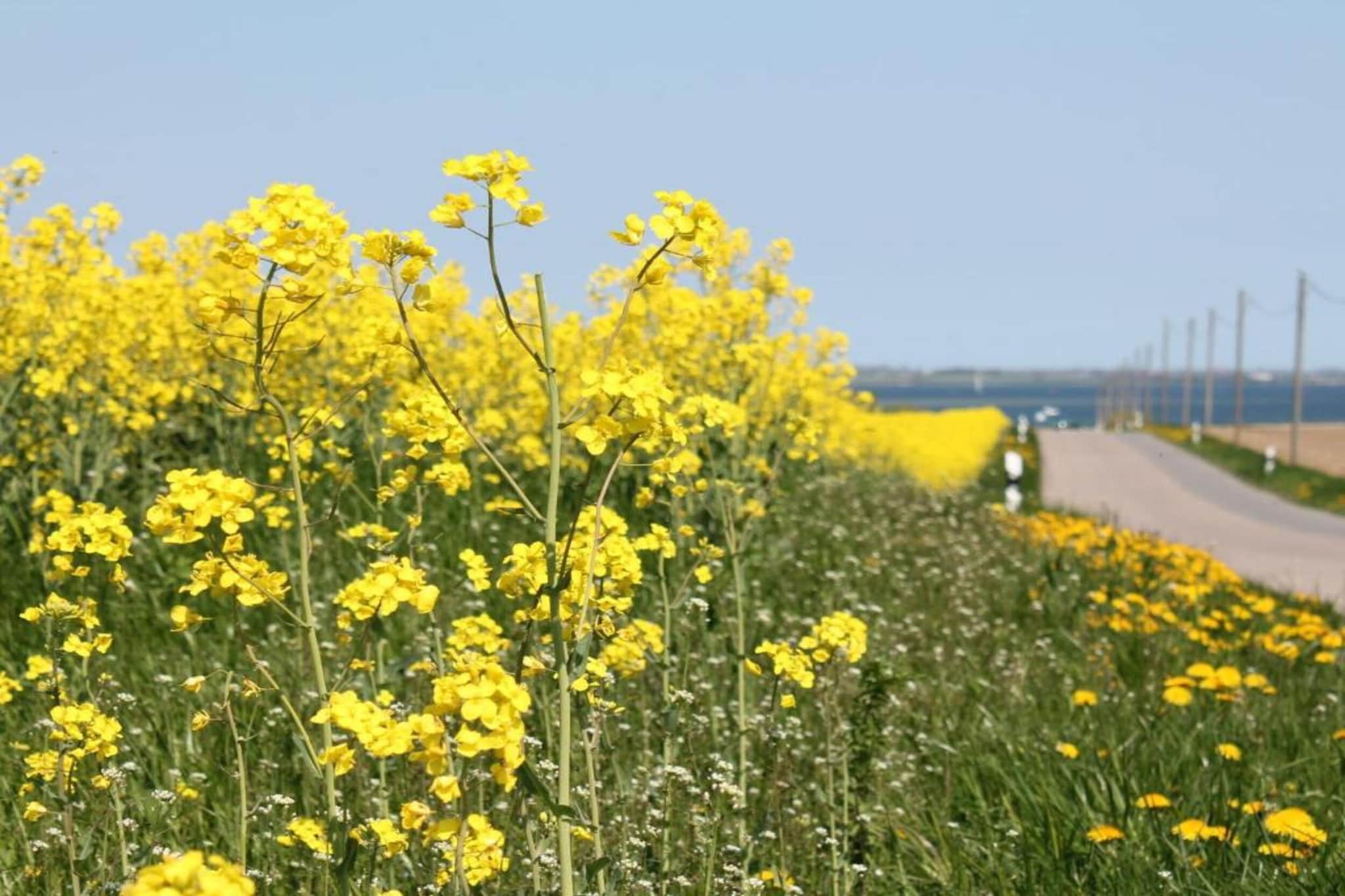 Im schönen Klützer Winkel-Gebieden zomer 5km