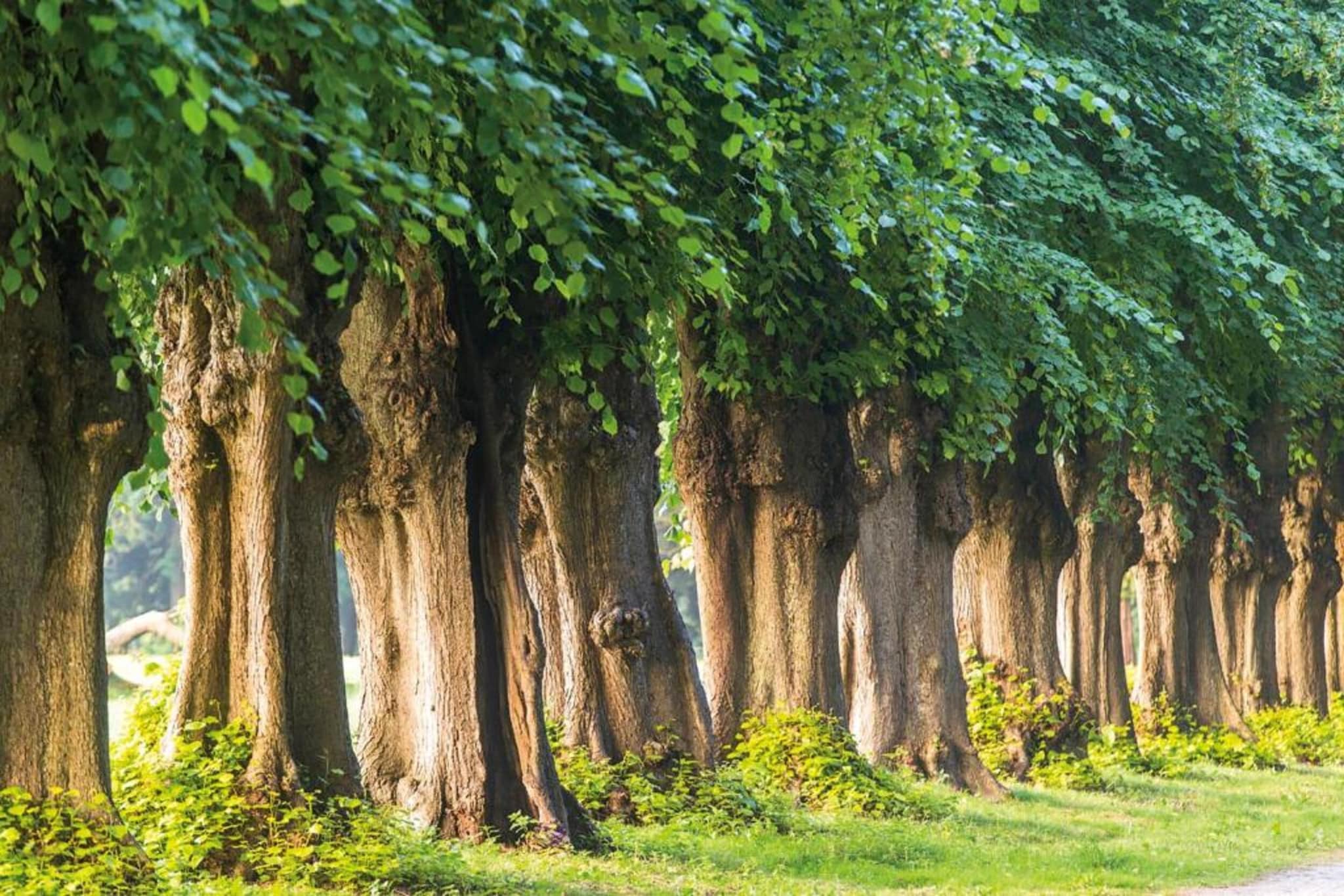 Ferienwohnung am Wald / Büdnerreihe-Gebieden zomer 20km