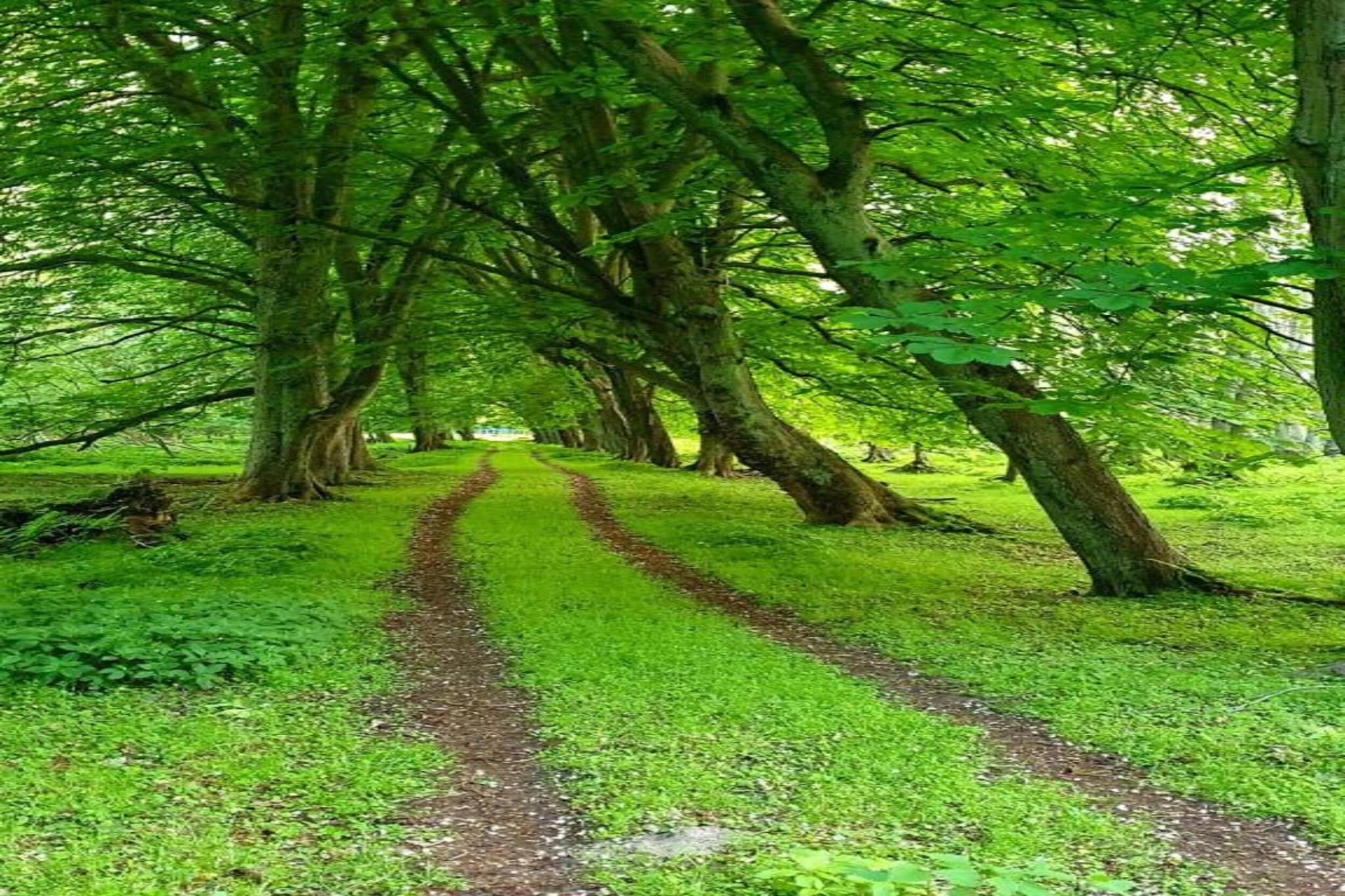 Ferienwohnung am Wald / Büdnerreihe-Gebieden zomer 20km