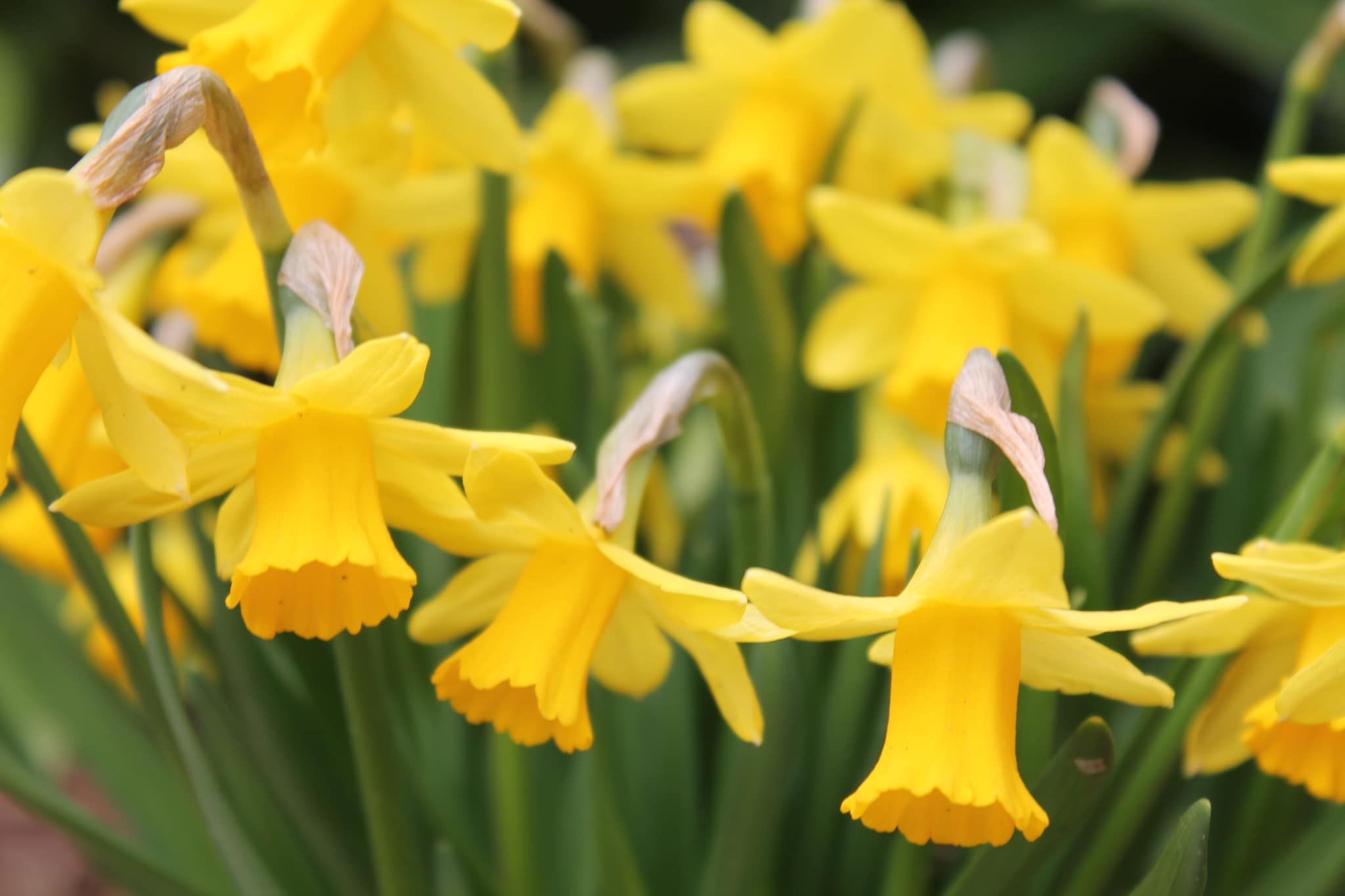 Strandnahes Ferienhaus Walter mit Meerblick-Tuinen zomer