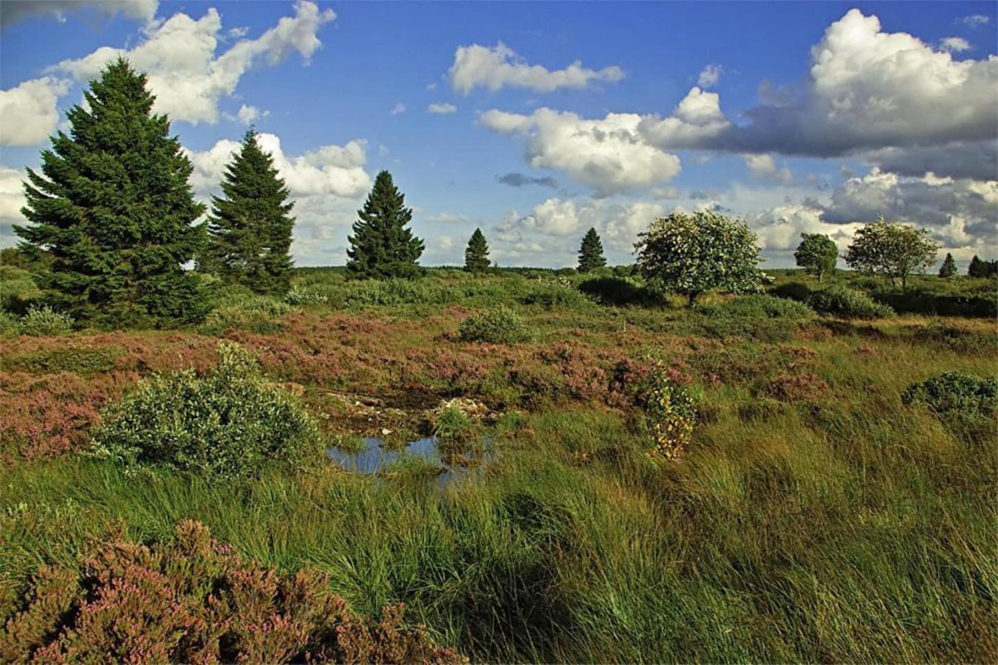 Anja Nr 1-Areas summer 20km