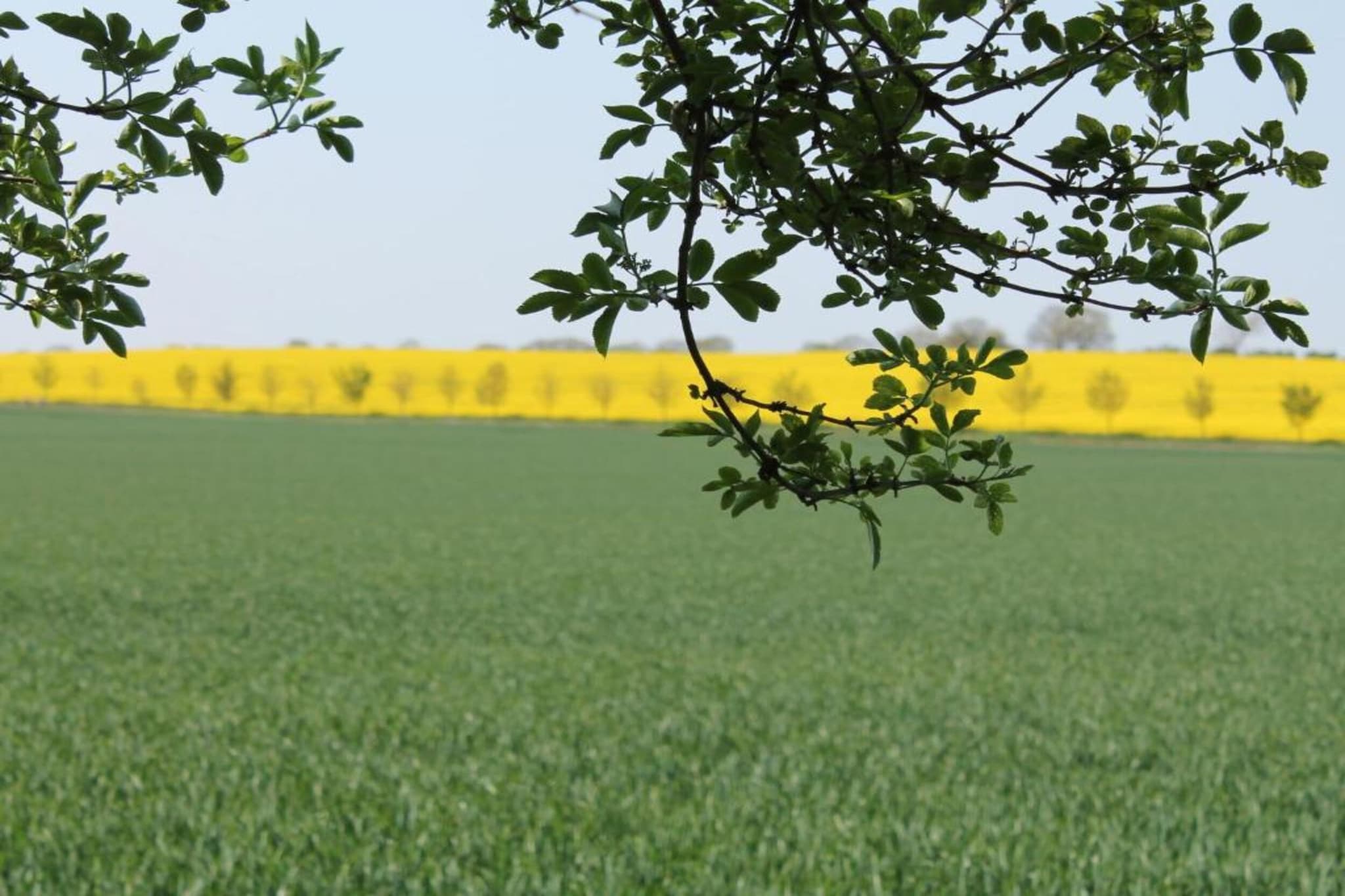 Ferienwohnung mit Koppelblick-Gebieden zomer 20km