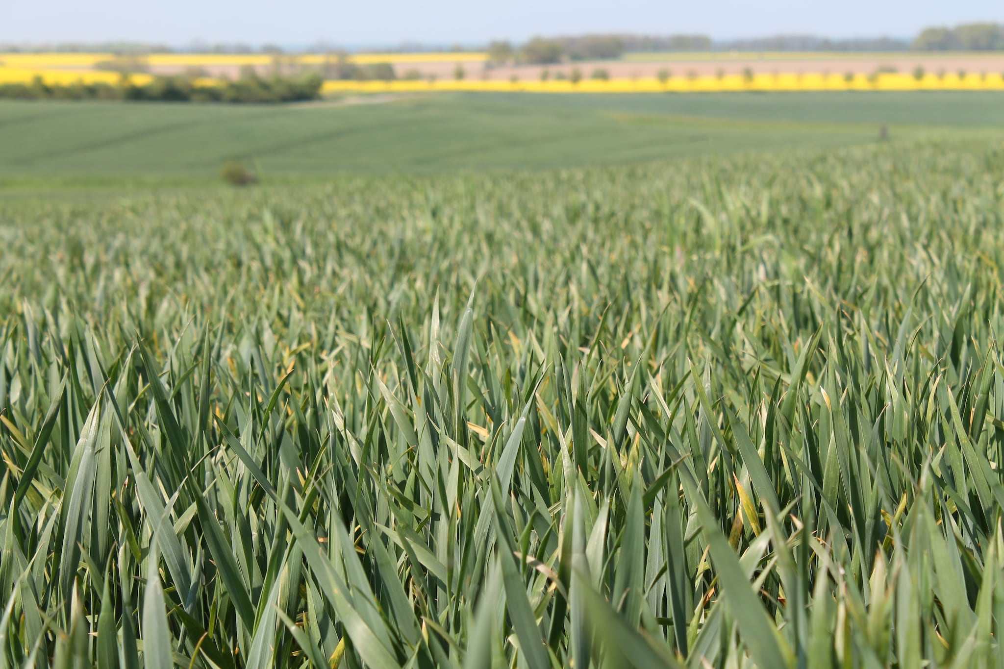 Gartenbungalow-Gebiete Sommer 5 km