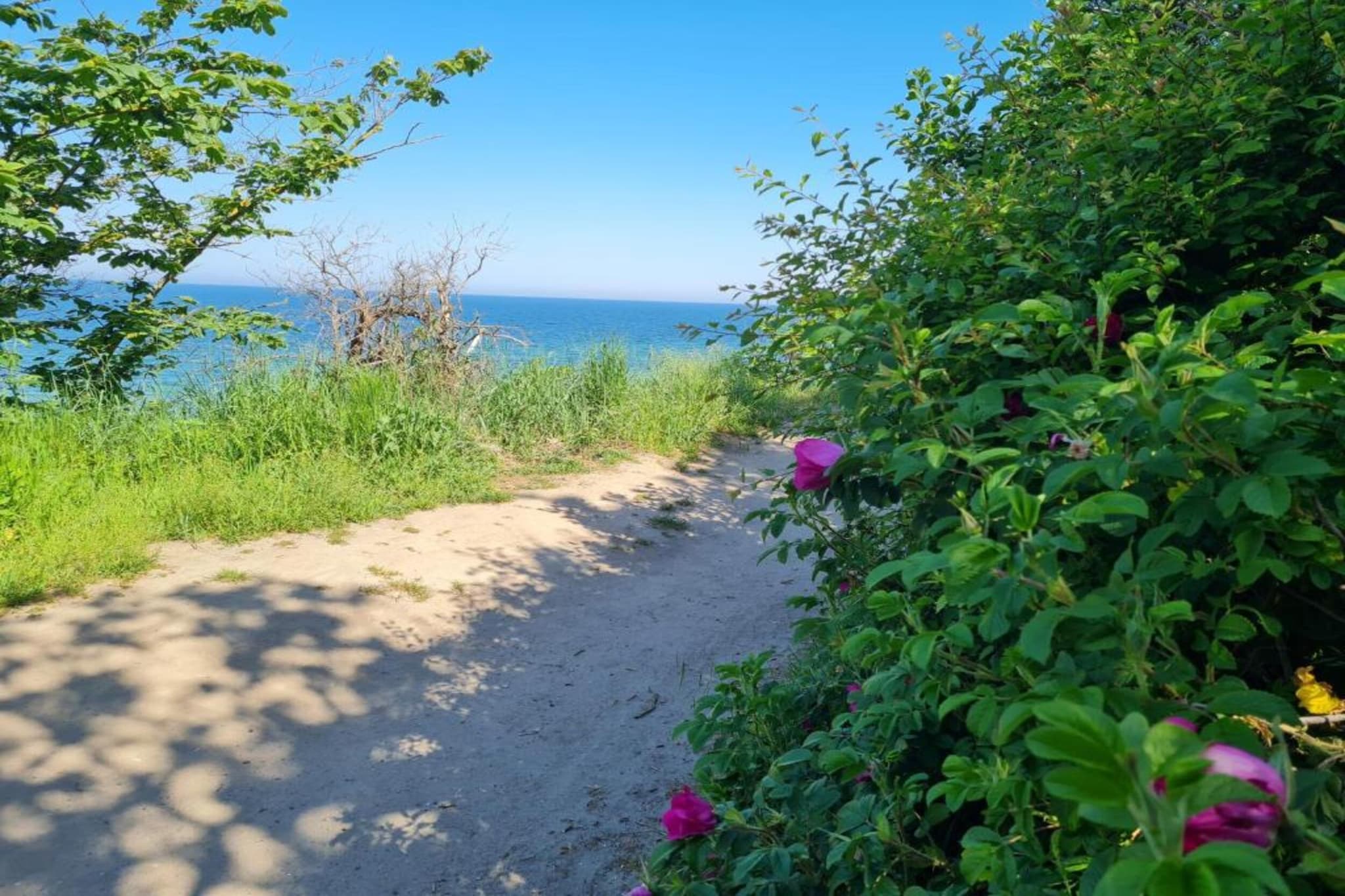 Ferienwohnung Julia strandnah in Rerik-Gebieden zomer 5km