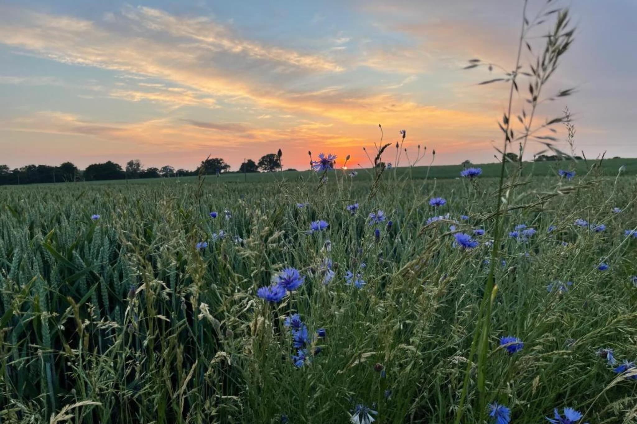 Im Grünen-Gebieden zomer 20km