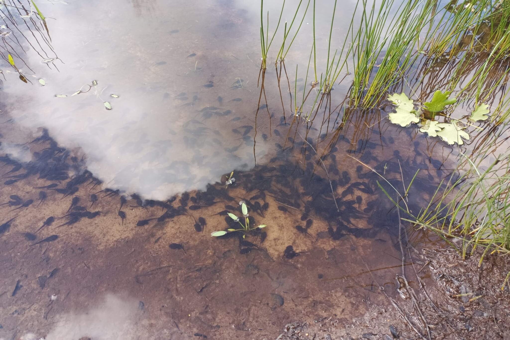 Gezellige Blokhut Toevluchtsoord-By Traum - Waterzicht