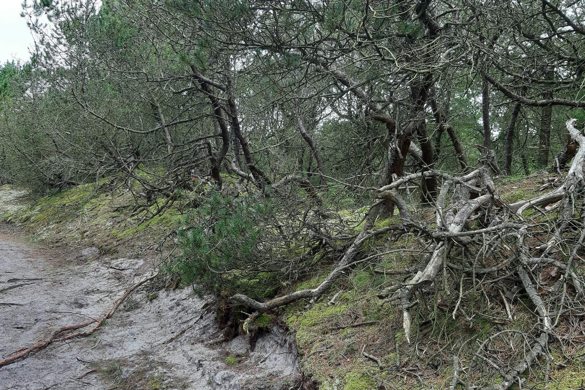 Maison de vacances pour 6 a Nørre Nebel - Non tagué