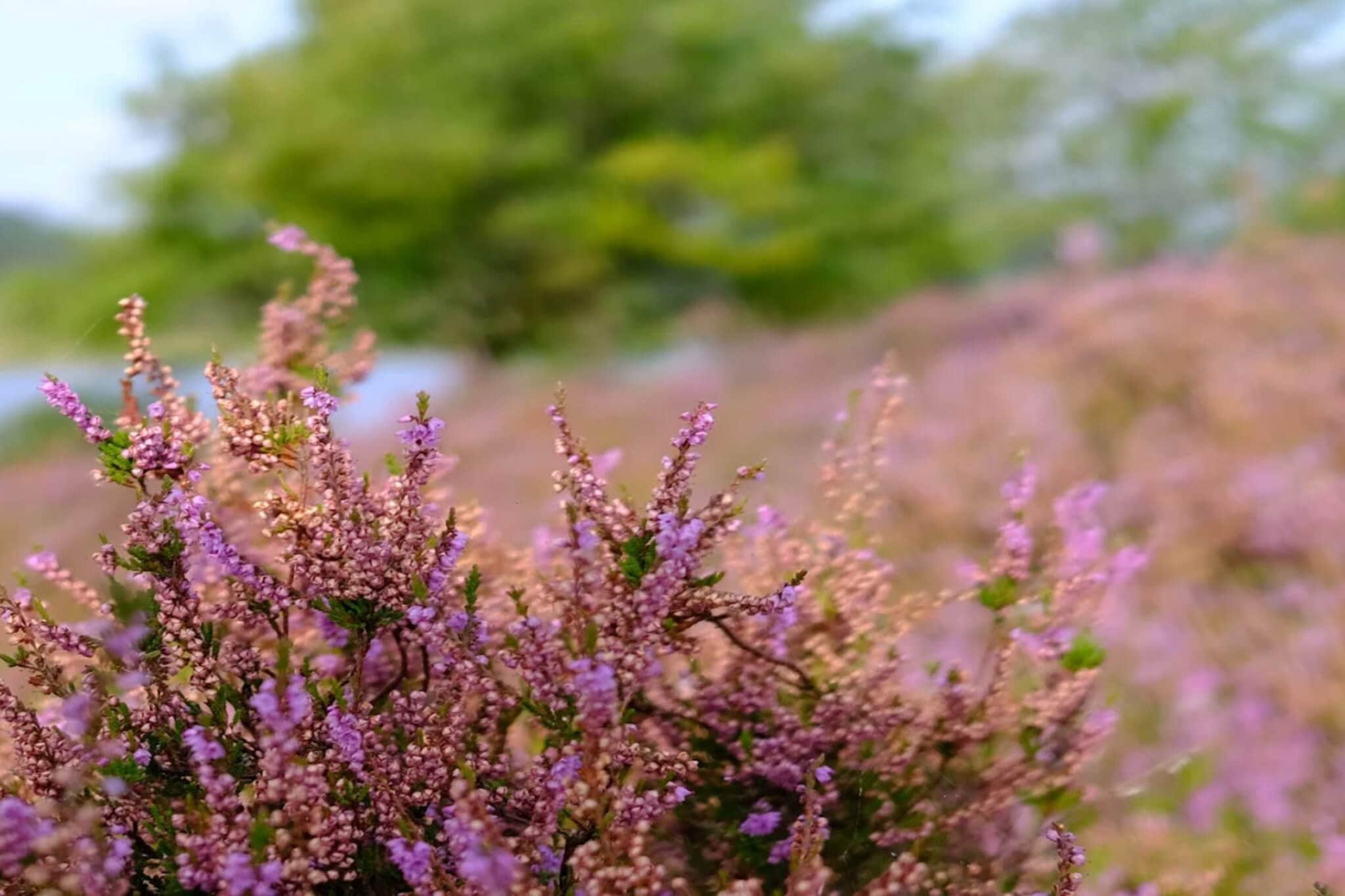5 Personen Ferienhaus in Silkeborg-By Traum