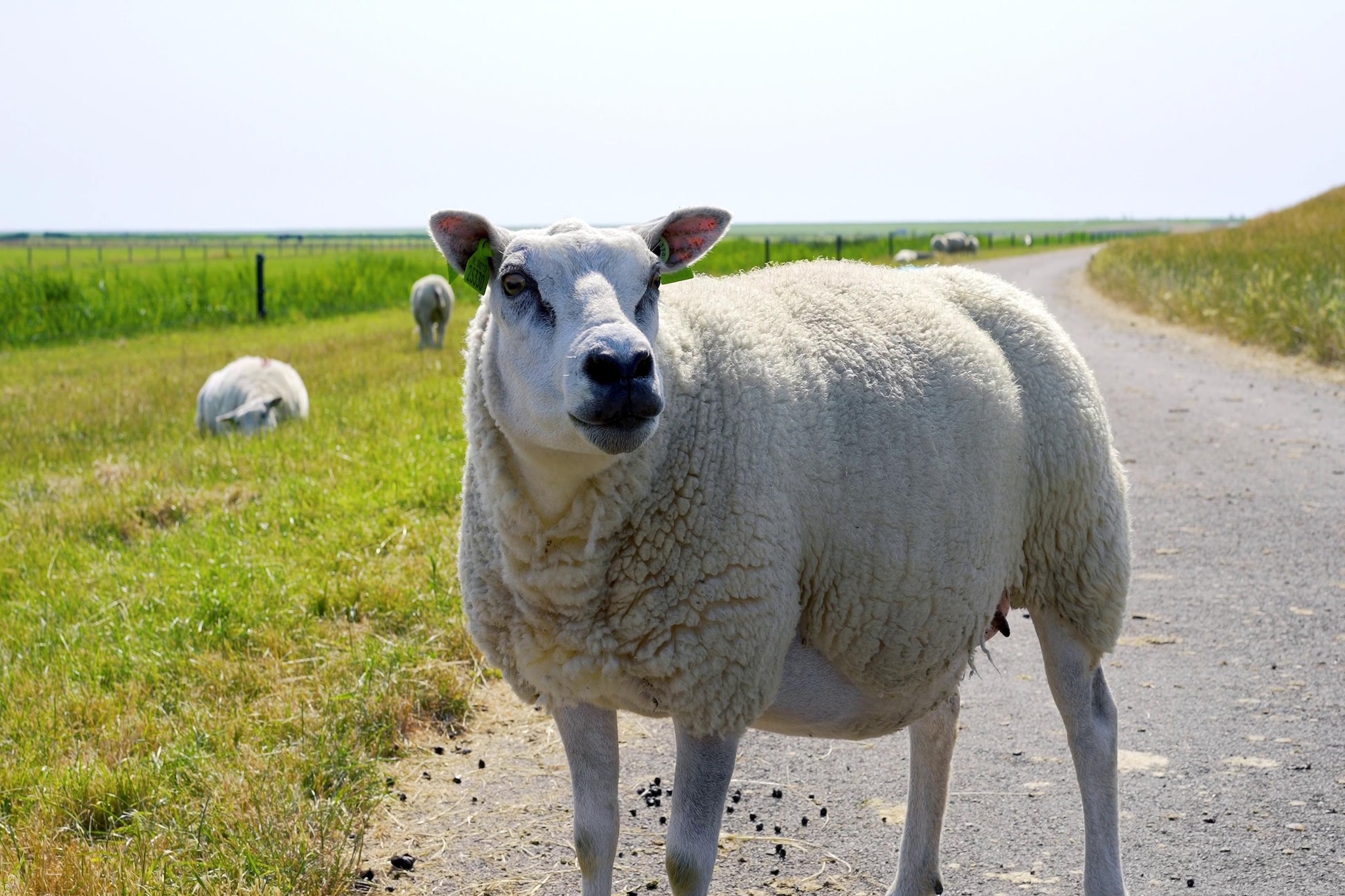 Sea Lodges Ameland 5-Areas summer 20km