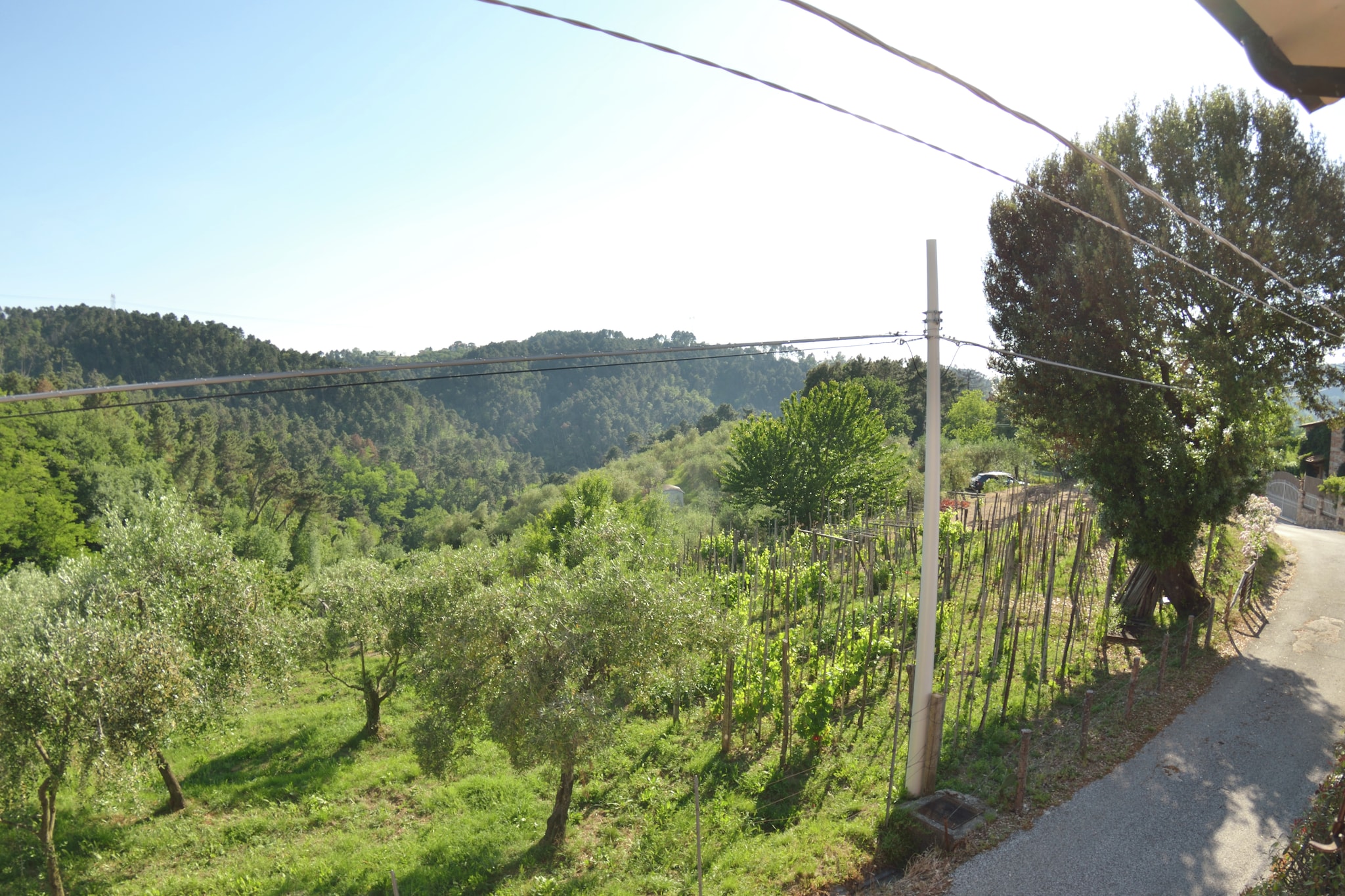 View Summer