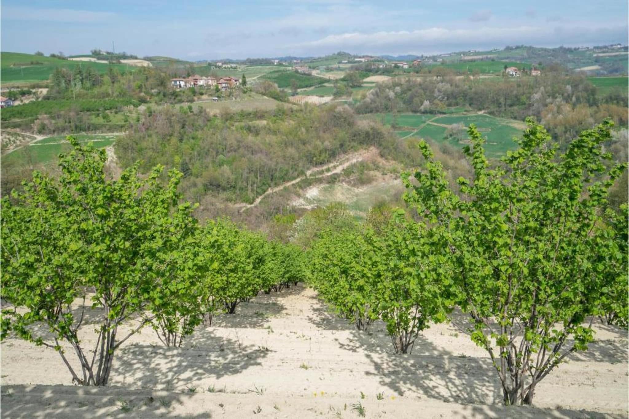 La Torre-Gebieden zomer 20km