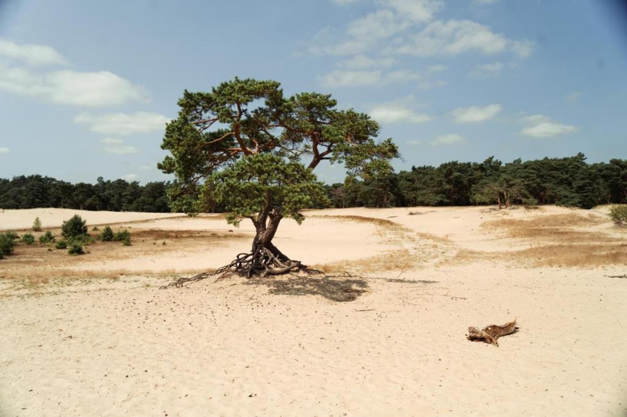 Modern Limmen-Gebieden zomer 20km