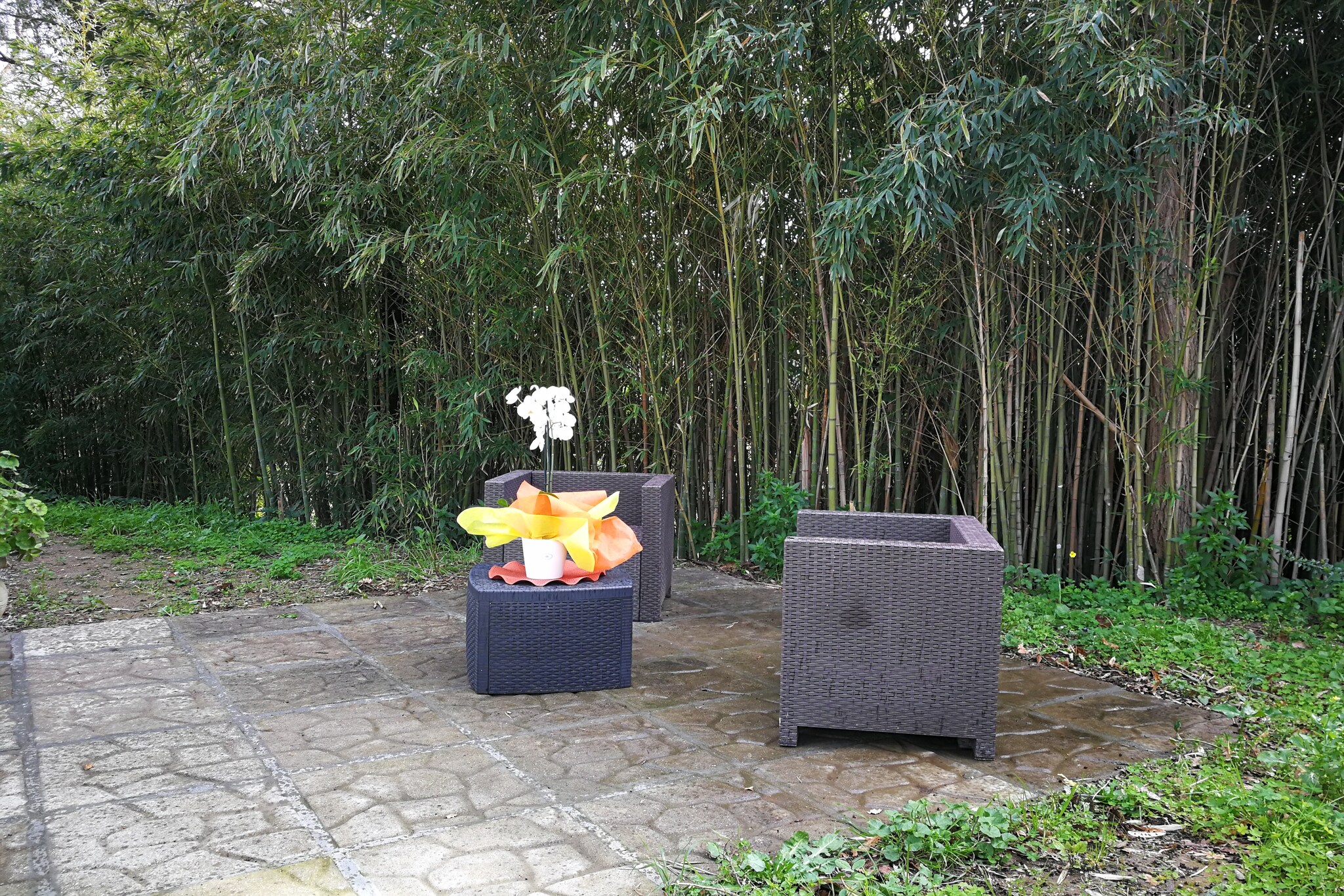 Garden Summer