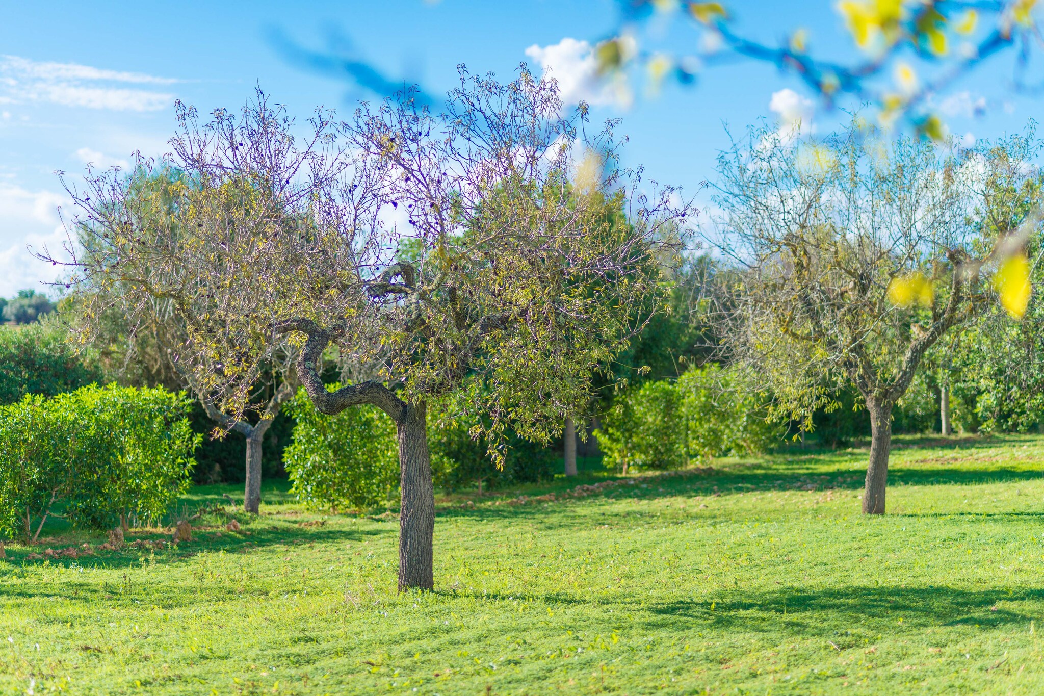 Vista Alegre-Image-tags.