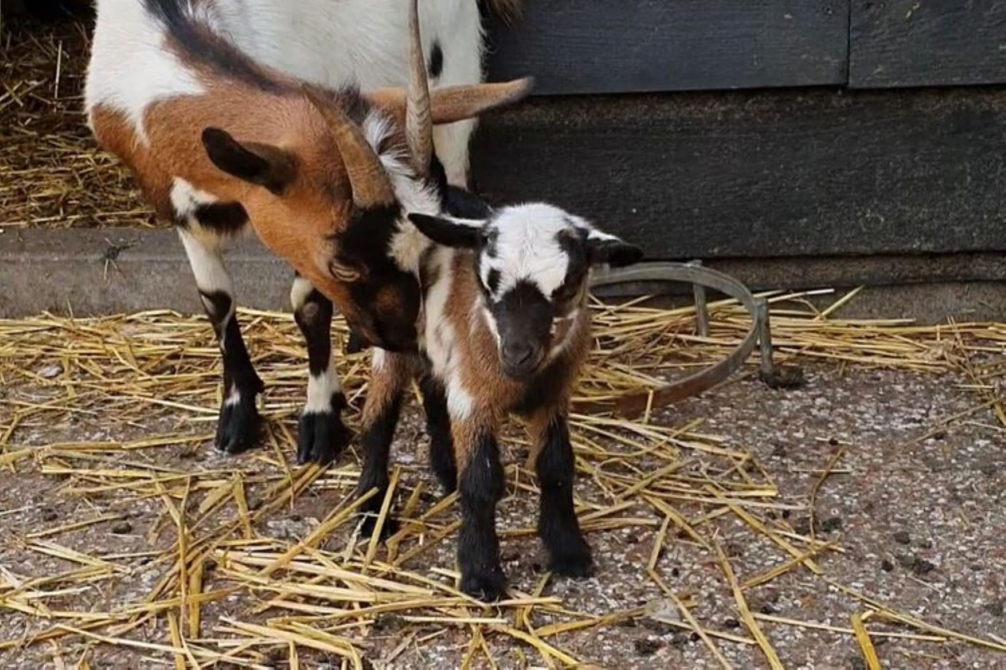 Landelijk Utrecht-Areas within 1km in summer