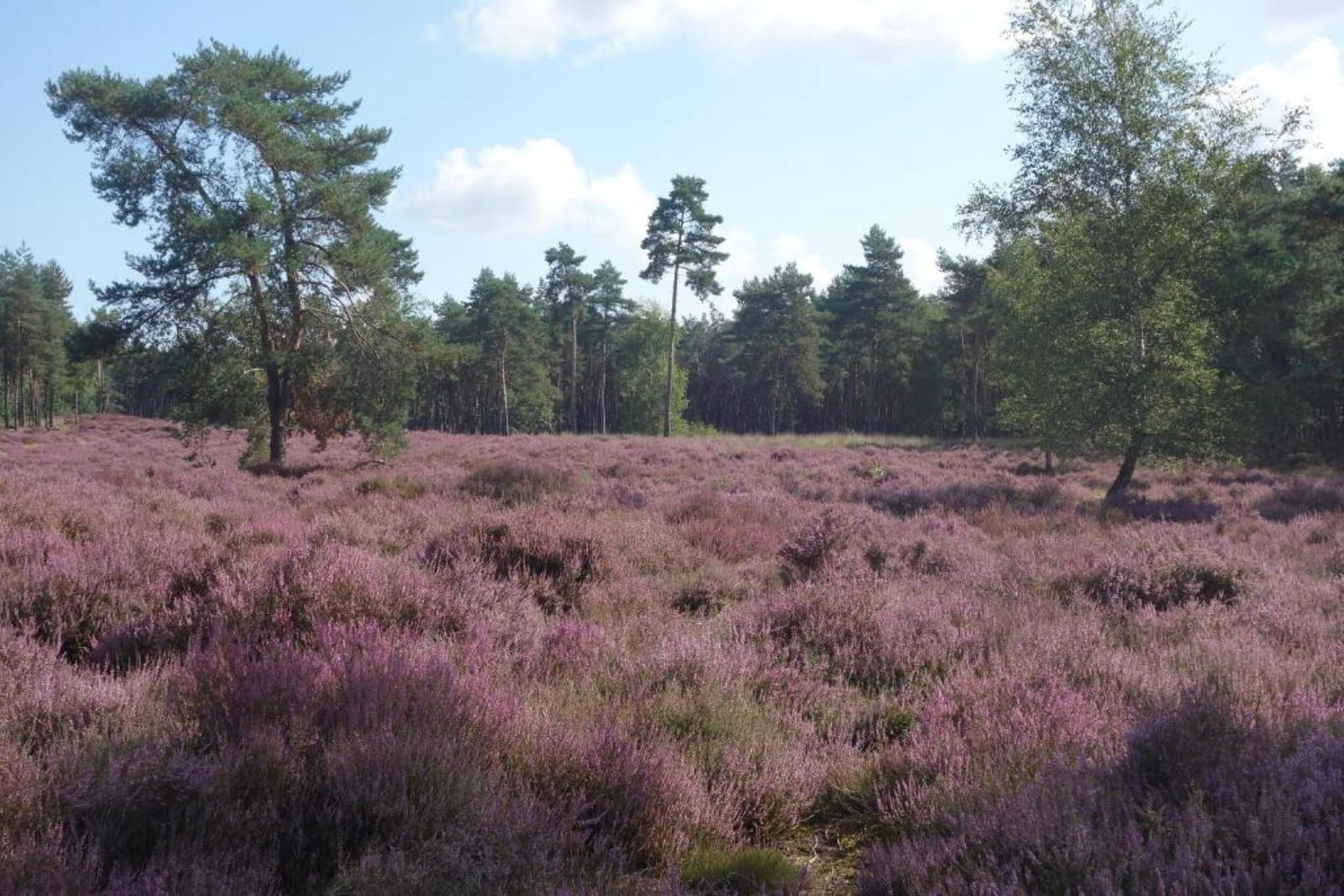 Recreatiepark Duinhoeve 3-Gebieden zomer 20km
