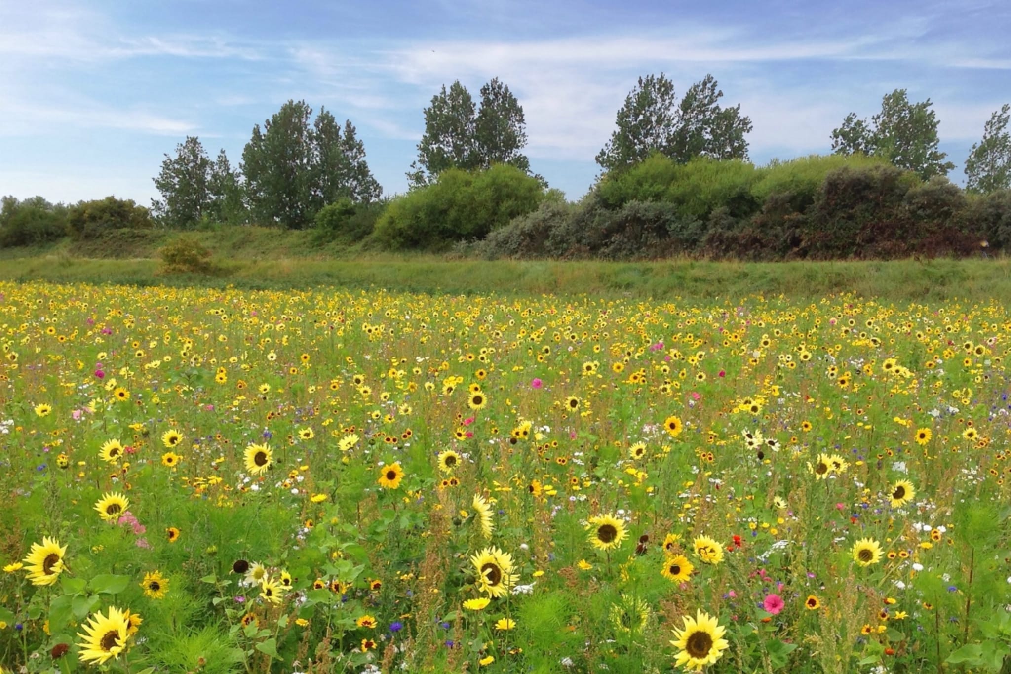 Uithaven 10 F-Gebieden zomer 1km