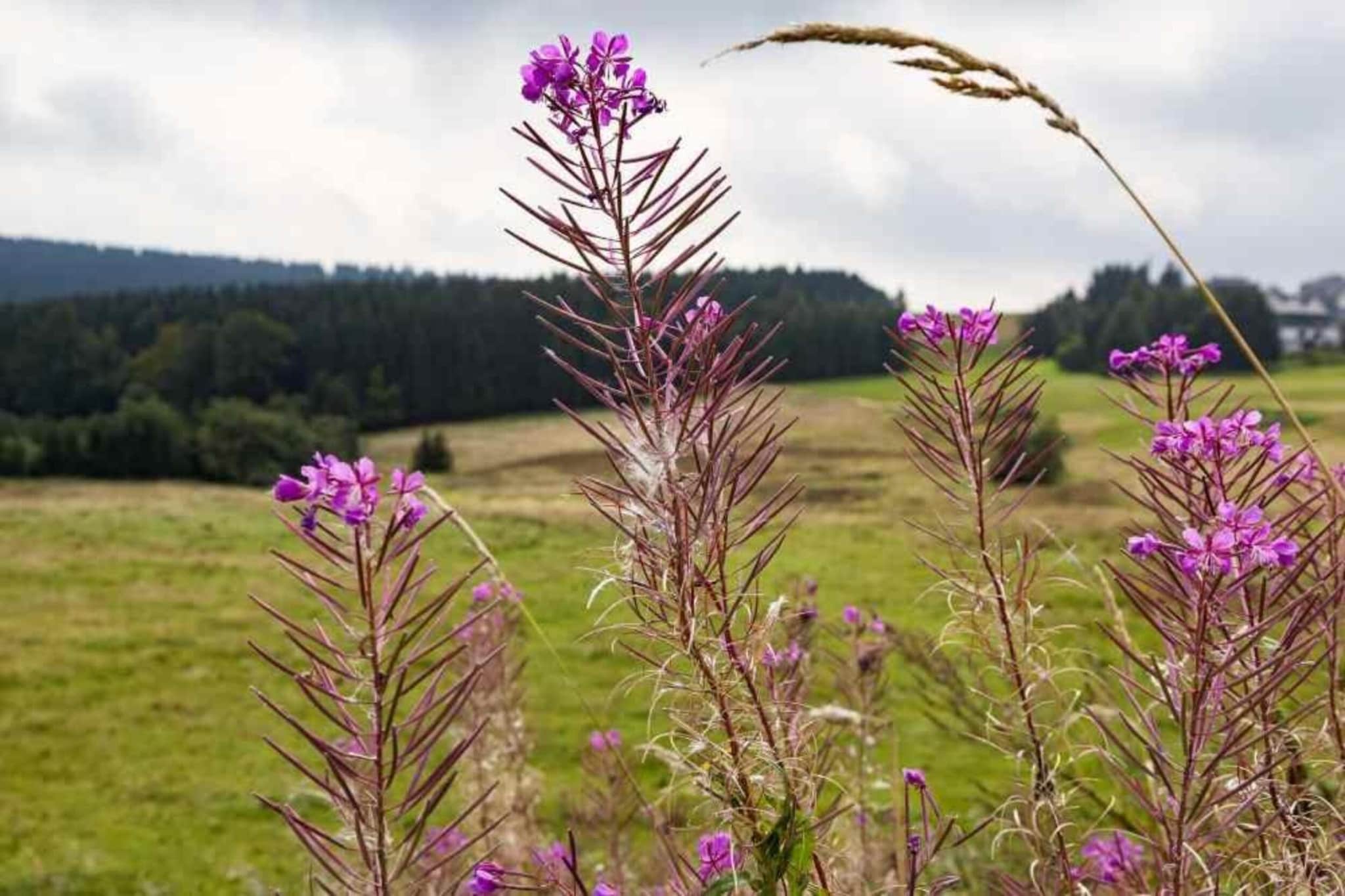 Ferienhaus Rother-Gebieden zomer 5km