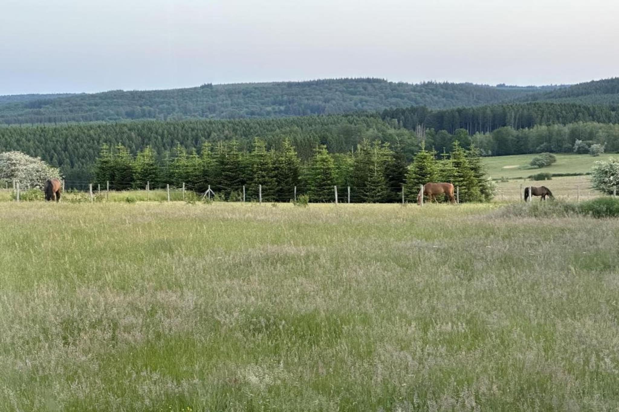 Petit Wilogne-Gebieden zomer 5km