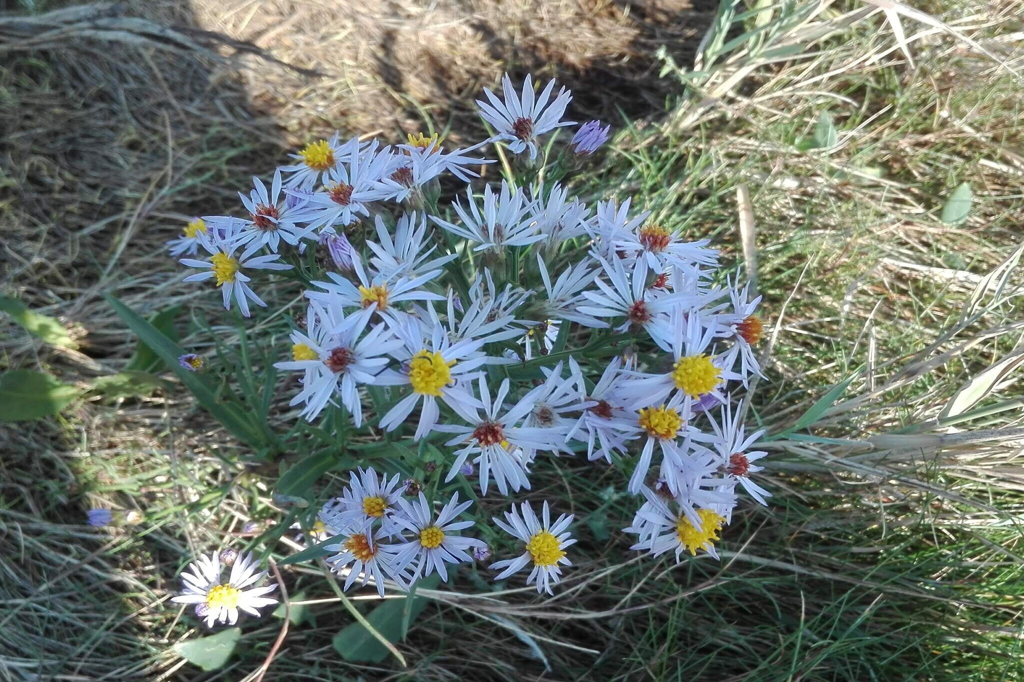 Internet Access DSL, Living room(single folding bed), open kitchen(cooker(electric), coffee machine, fridge(+ freezer)), Living/bed room(double folding bed, TV(cable, german television channels, danish TV channels (DR1 and TV2)), radio, high chair), bedroom(double bed, cot), bedroom(single bed), bedroom(single bed), bathroom(floor heating)(bathtub or shower, washbasin, toilet), heating(electric), terrace, garden, table tennis table, air to air heatpump