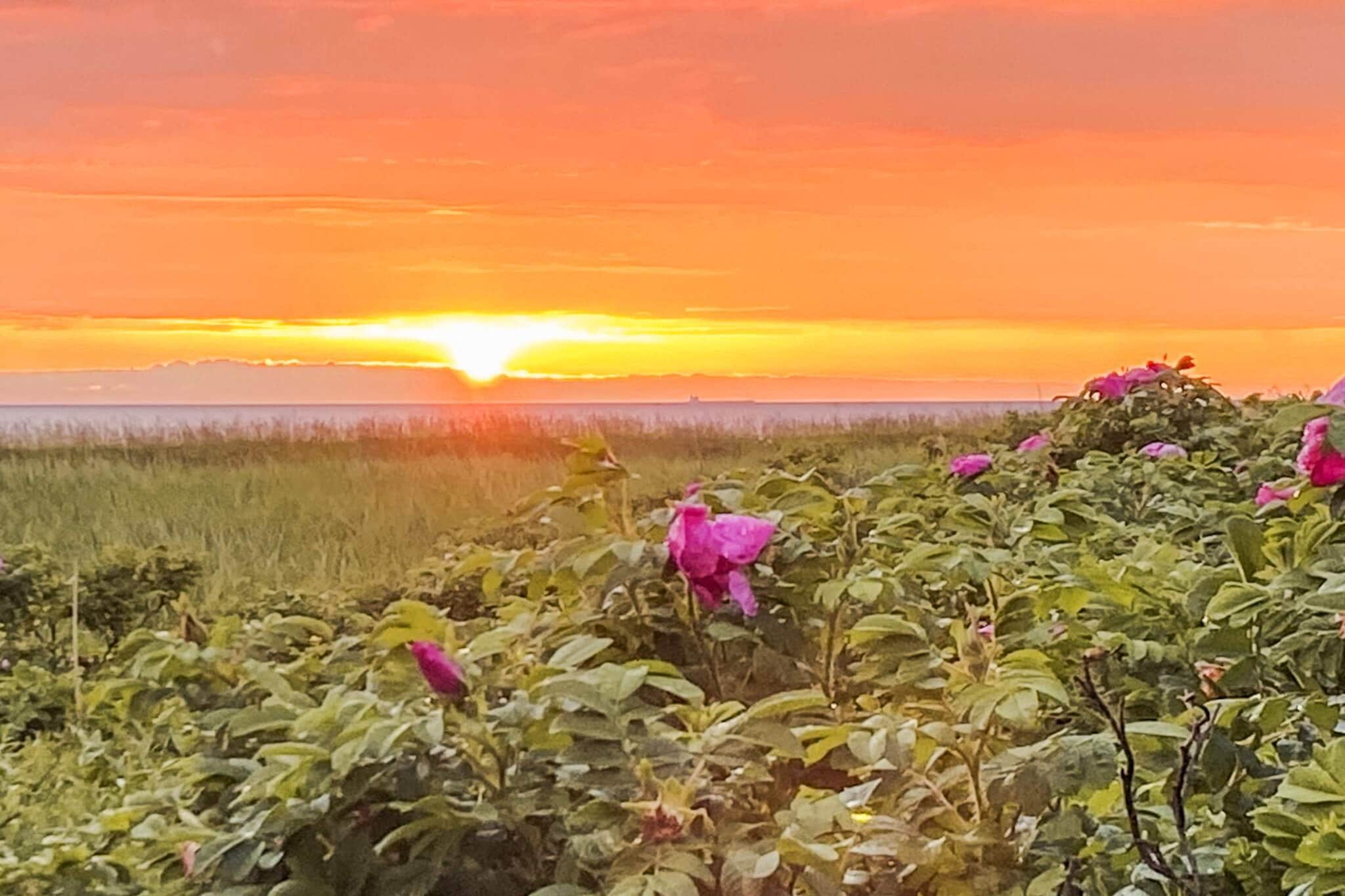 Annex: (2x single bed)\n\nopen kitchen(cooker(electric), hood, coffee machine, microwave, fridge(+ freezer)), Living/bed room(TV), bedroom(double bed), bedroom(single bed), bathroom(bathtub or shower, washbasin, toilet), heating(electric), terrace, BBQ, air to air heatpump