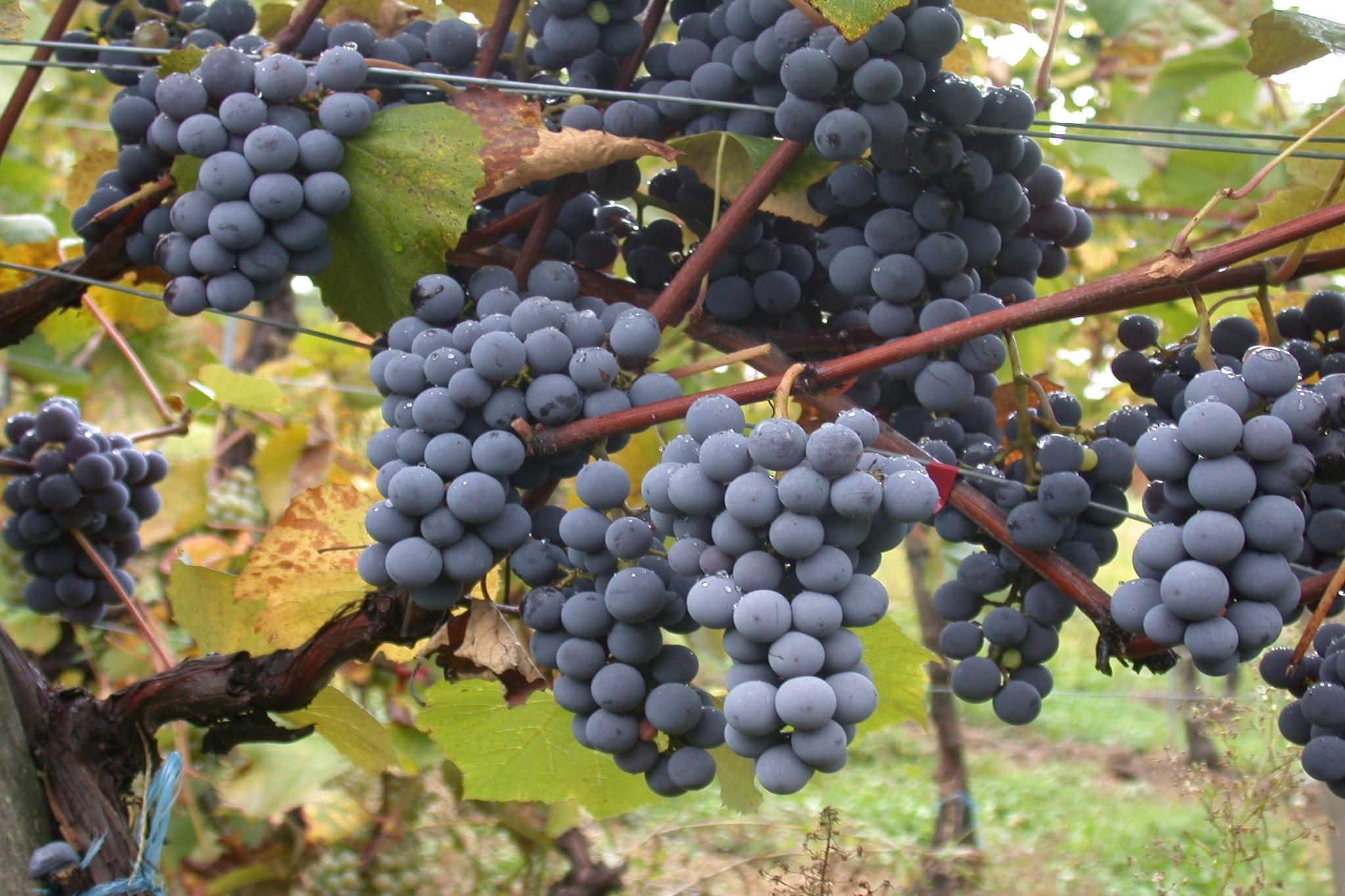 Casa Ribeira Sacra-Ambiance