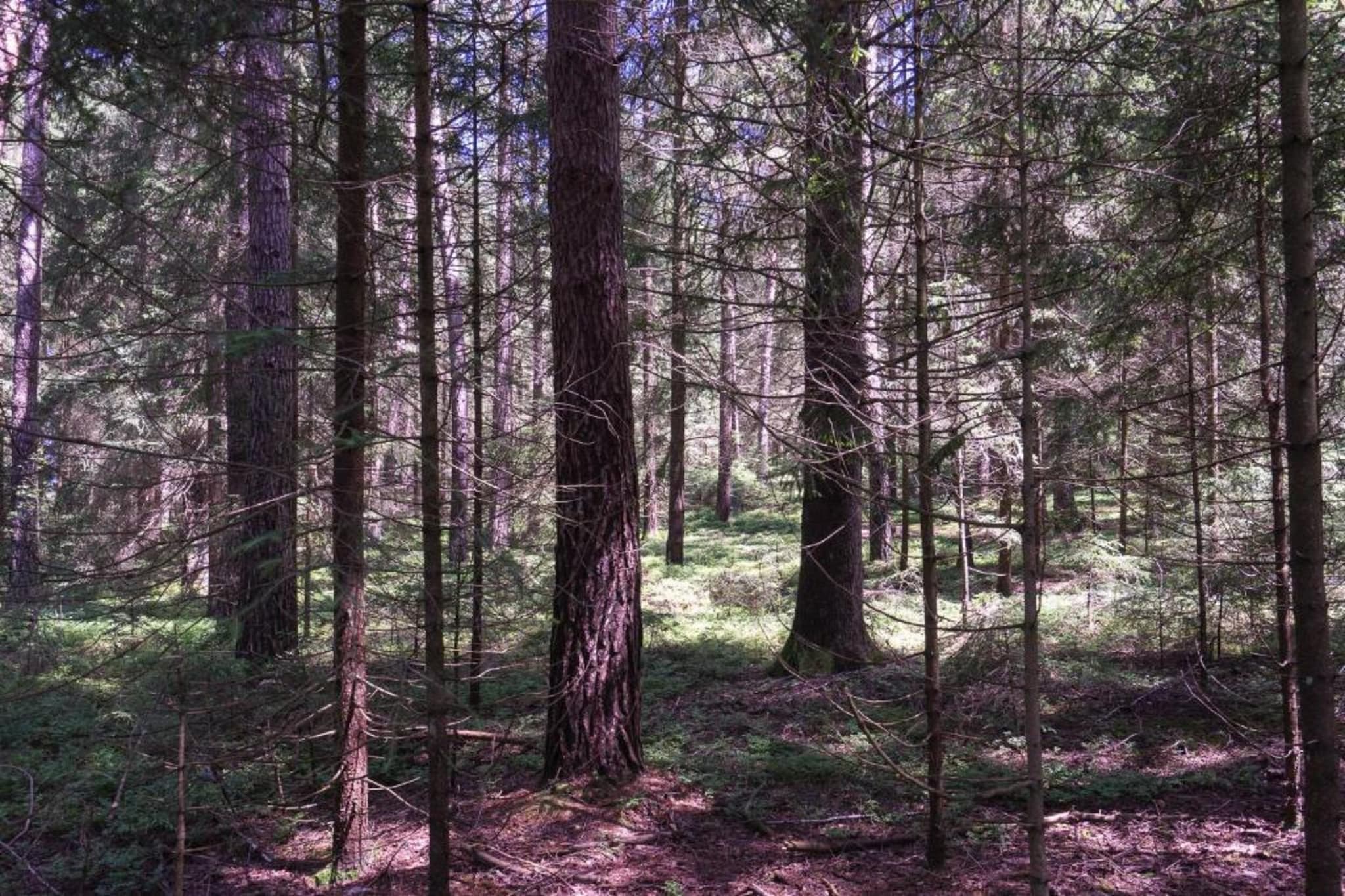 Waldferien-Gebiete Sommer 20 km