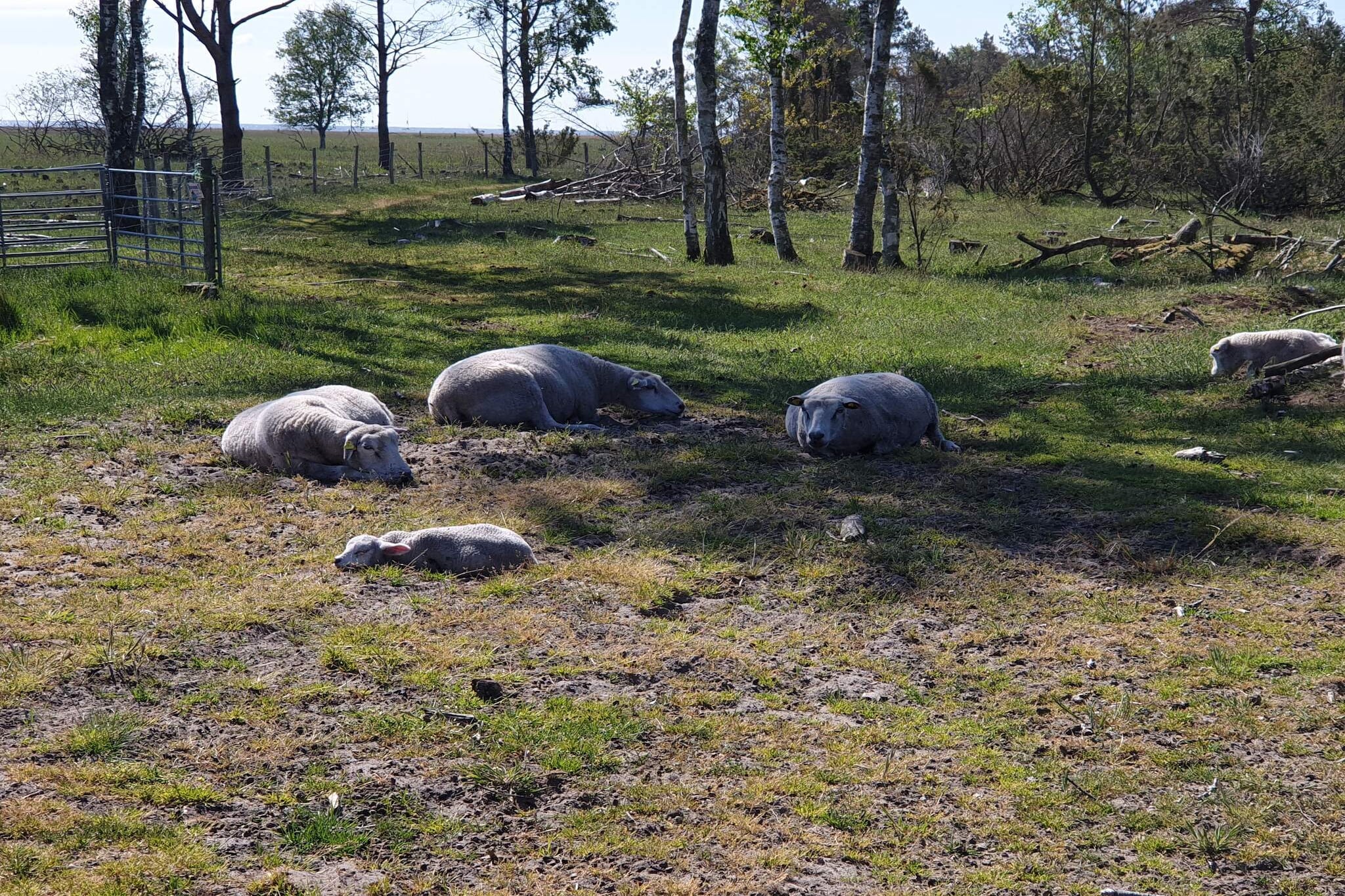 Maison de vacances pour 6 a Hadsund-Non tagué