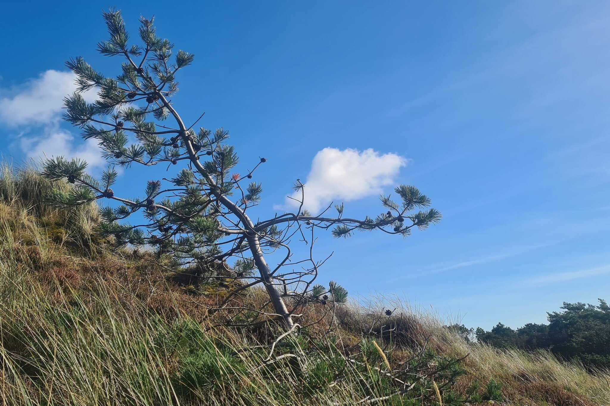 Maison de vacances pour 5 a Rømø-Non tagué