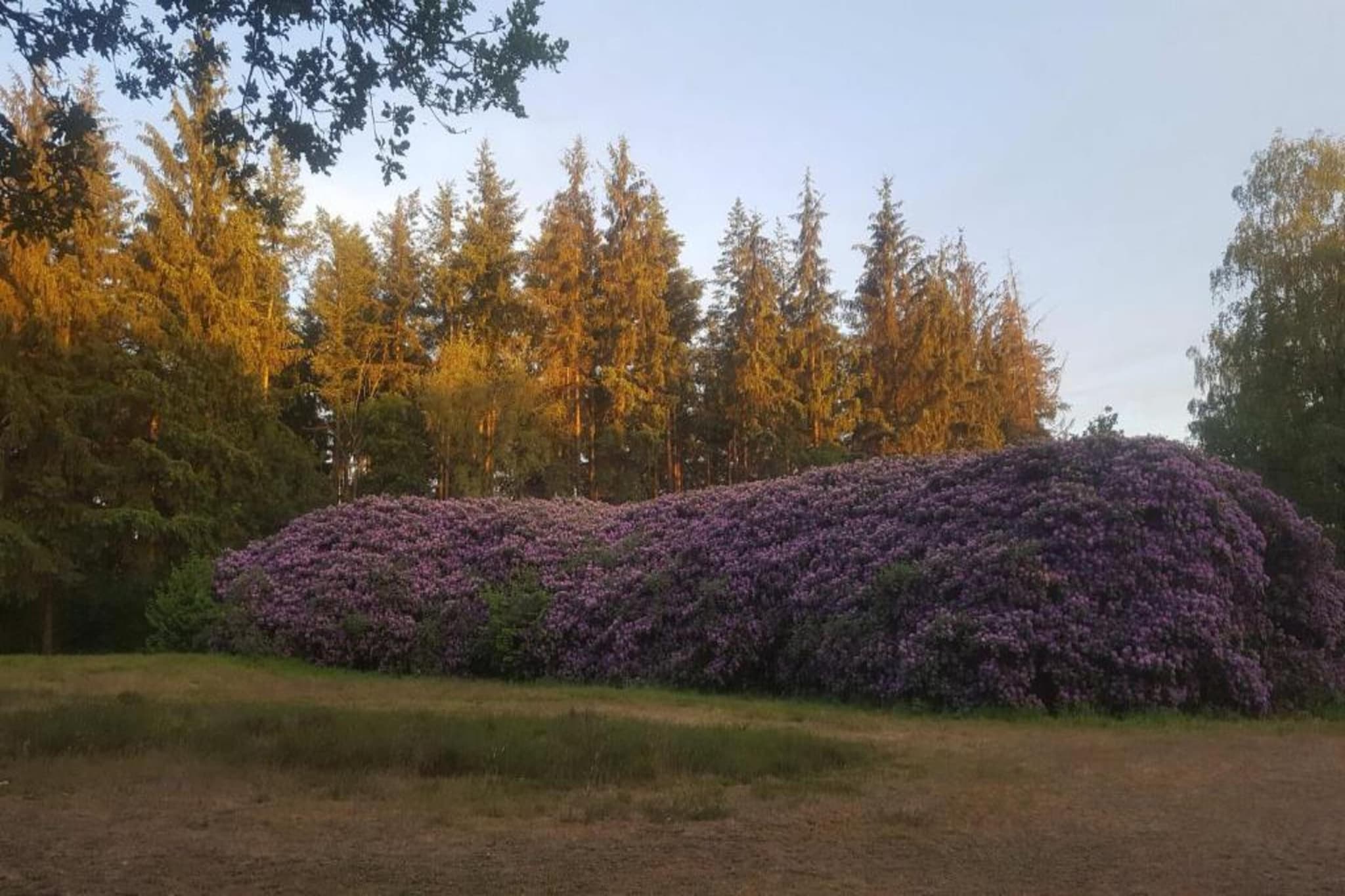 Veluwse Mus-Gebieden zomer 20km