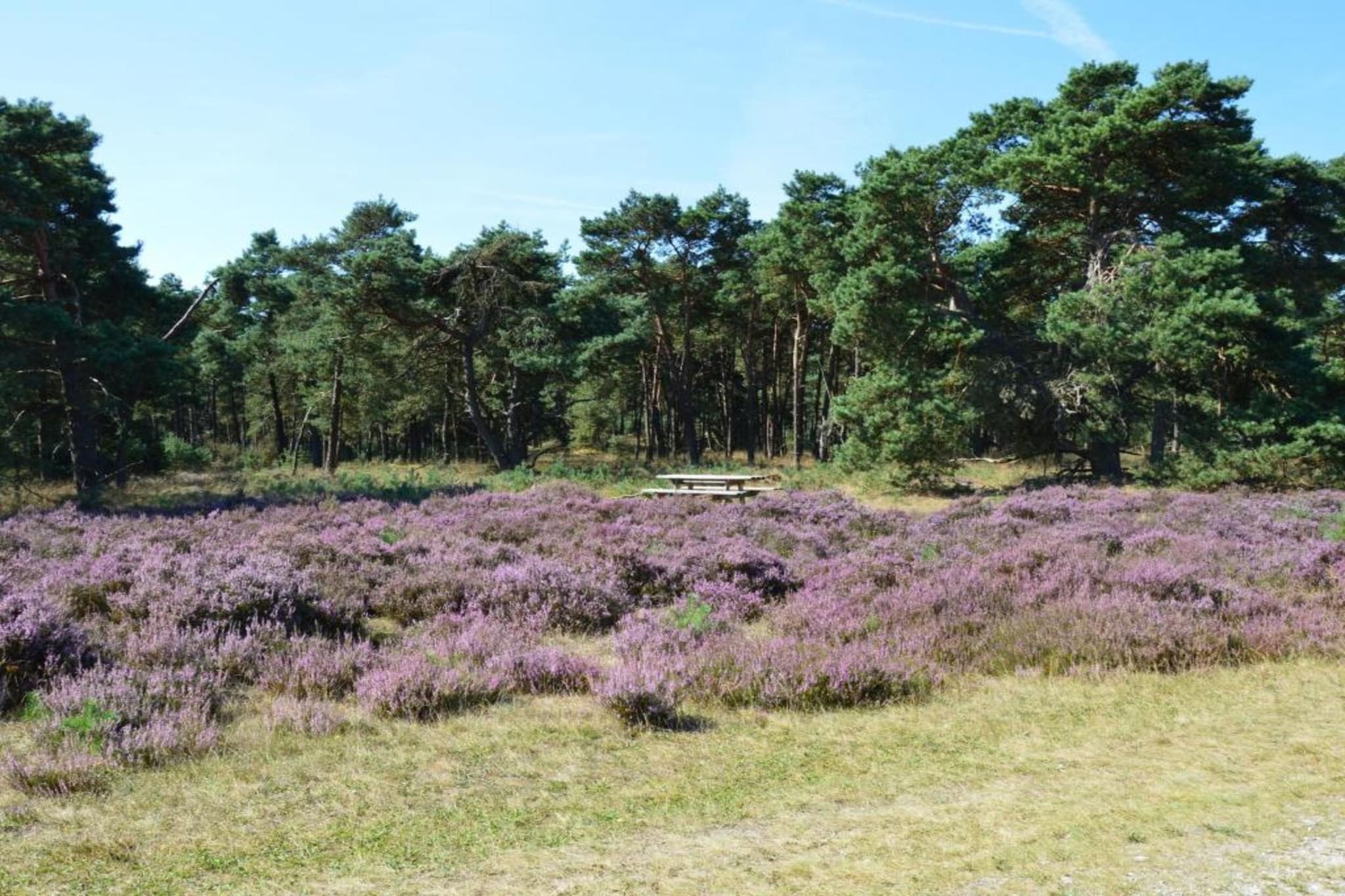 Veluwse Mus-Gebieden zomer 20km