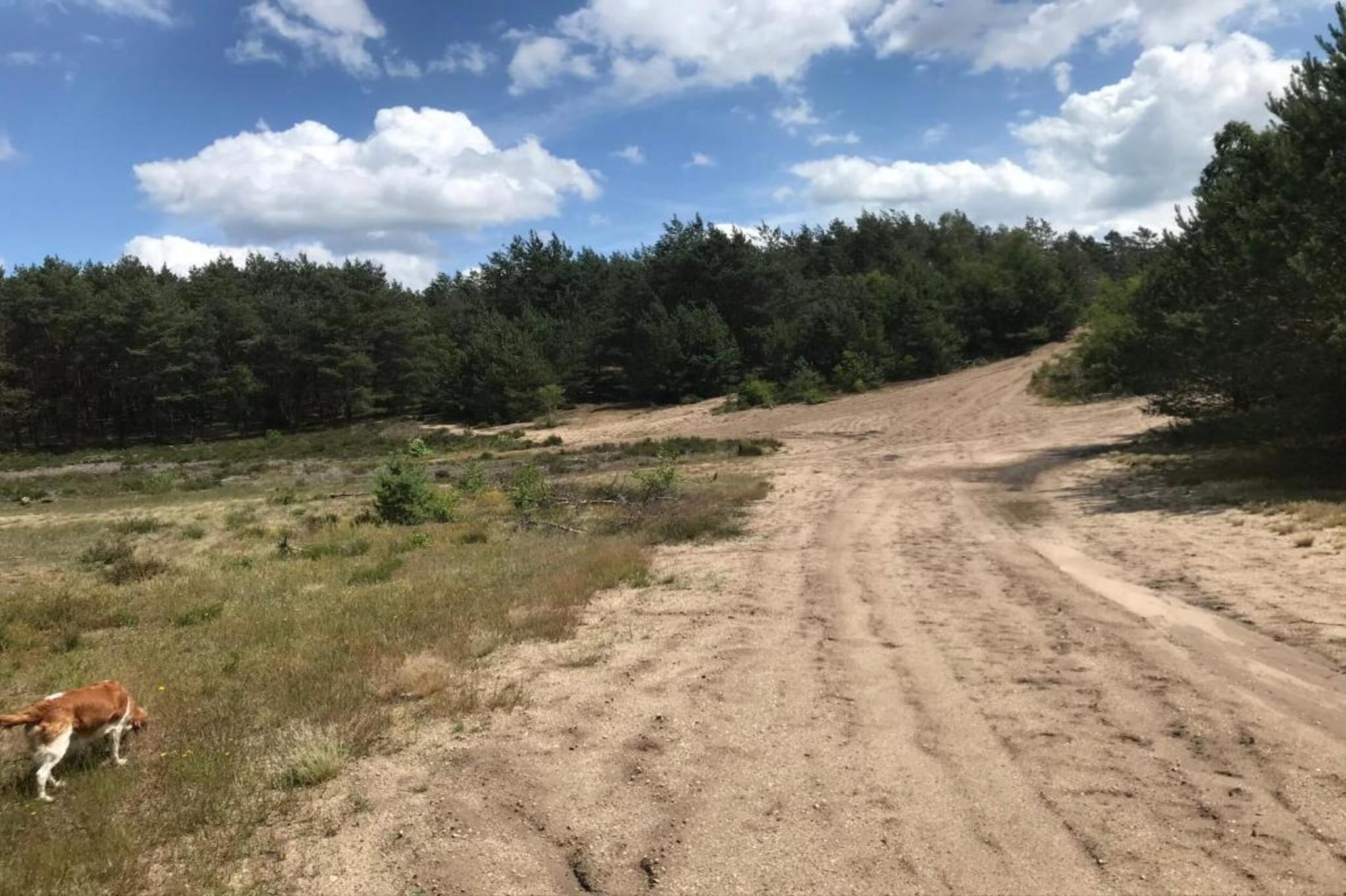 Veluwse Mus-Gebieden zomer 20km