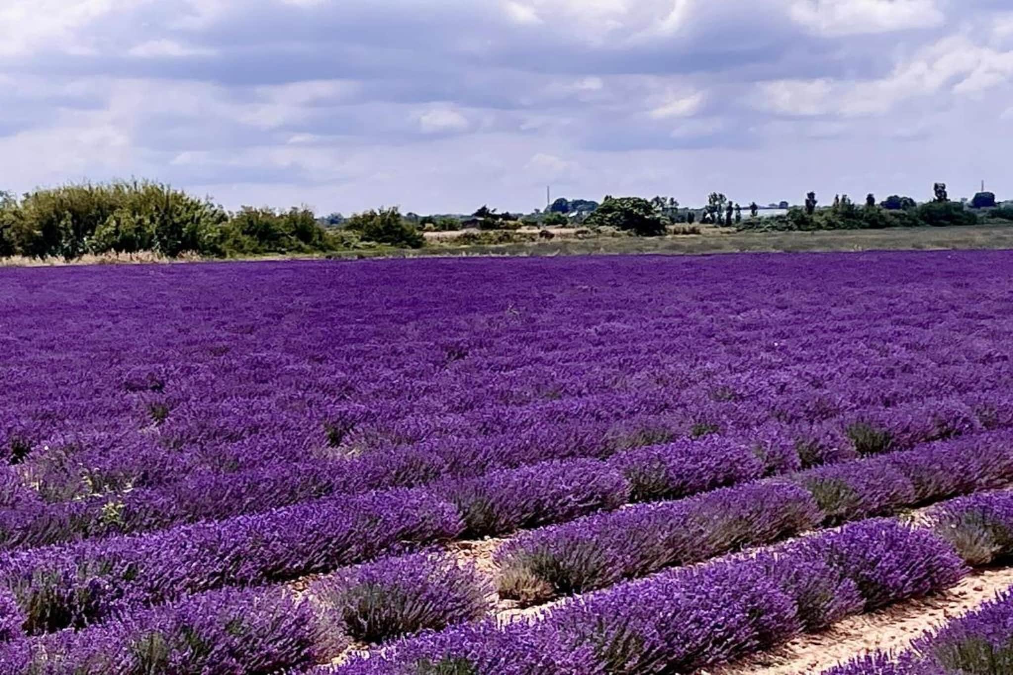 Fleur de Sel - Aigues Mortes 2-Gebieden zomer 5km