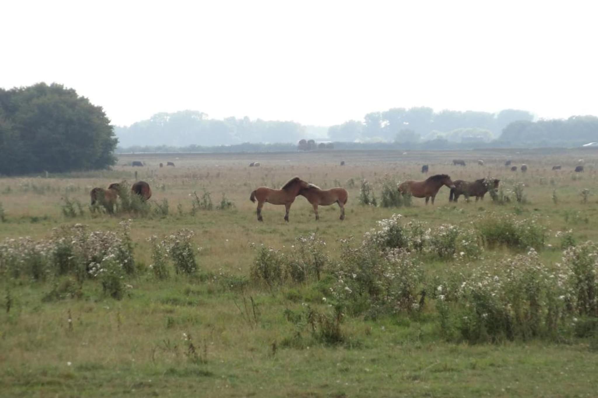 Vakantiepark Schaijk 1-Gebieden zomer 5km