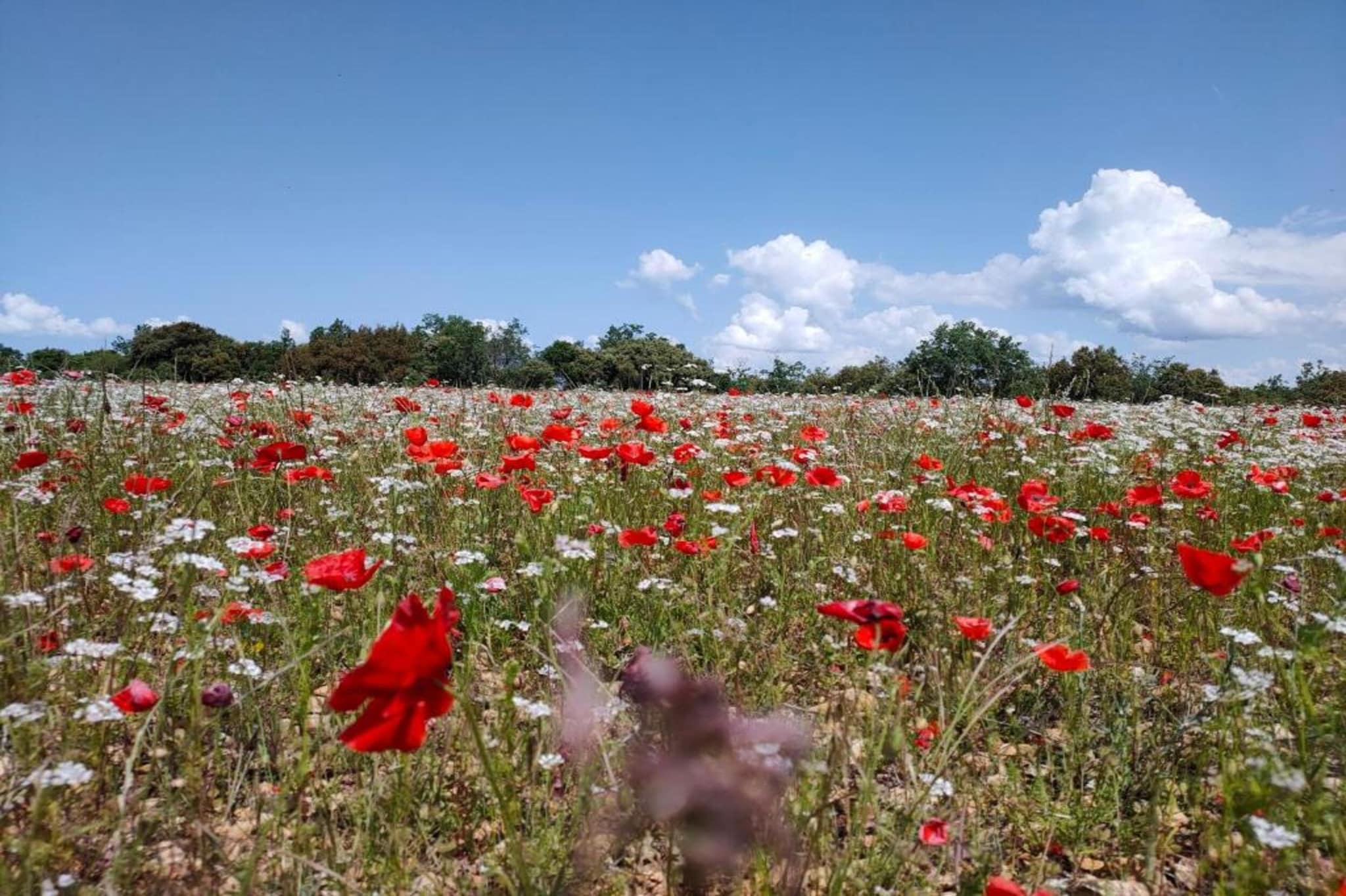 La Bastide des Chênes 2-Gebieden zomer 20km
