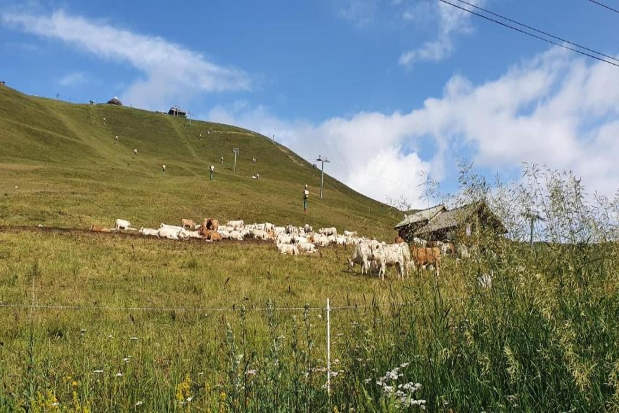 Nuance de Blanc-Gebieden zomer 20km