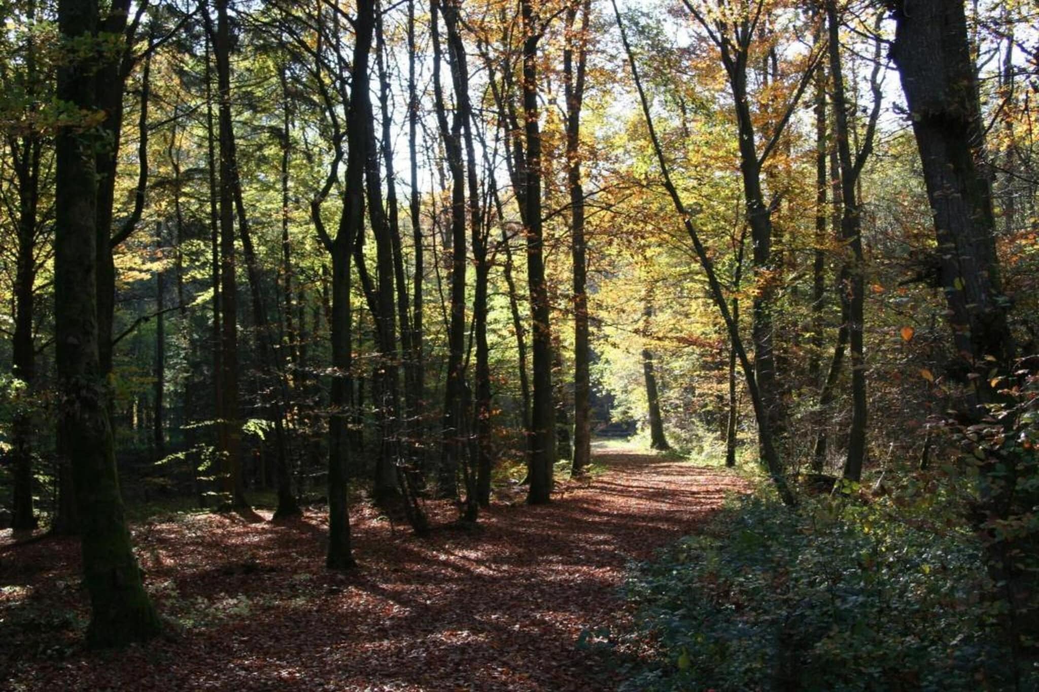 Waldferienpark Gerolstein 1-Gebieden zomer 5km