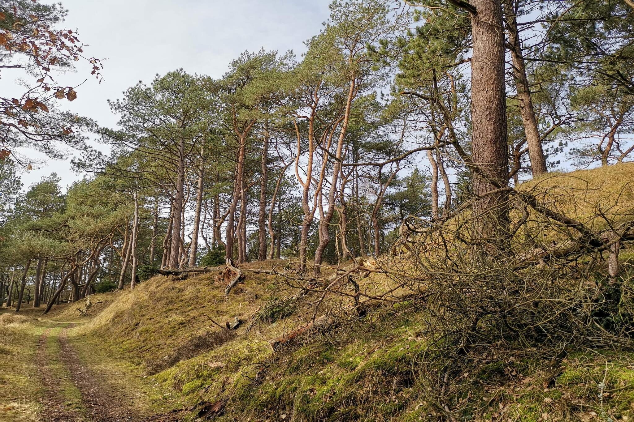 4 persoons vakantie huis in Oksbøl-By Traum-Niet-getagd