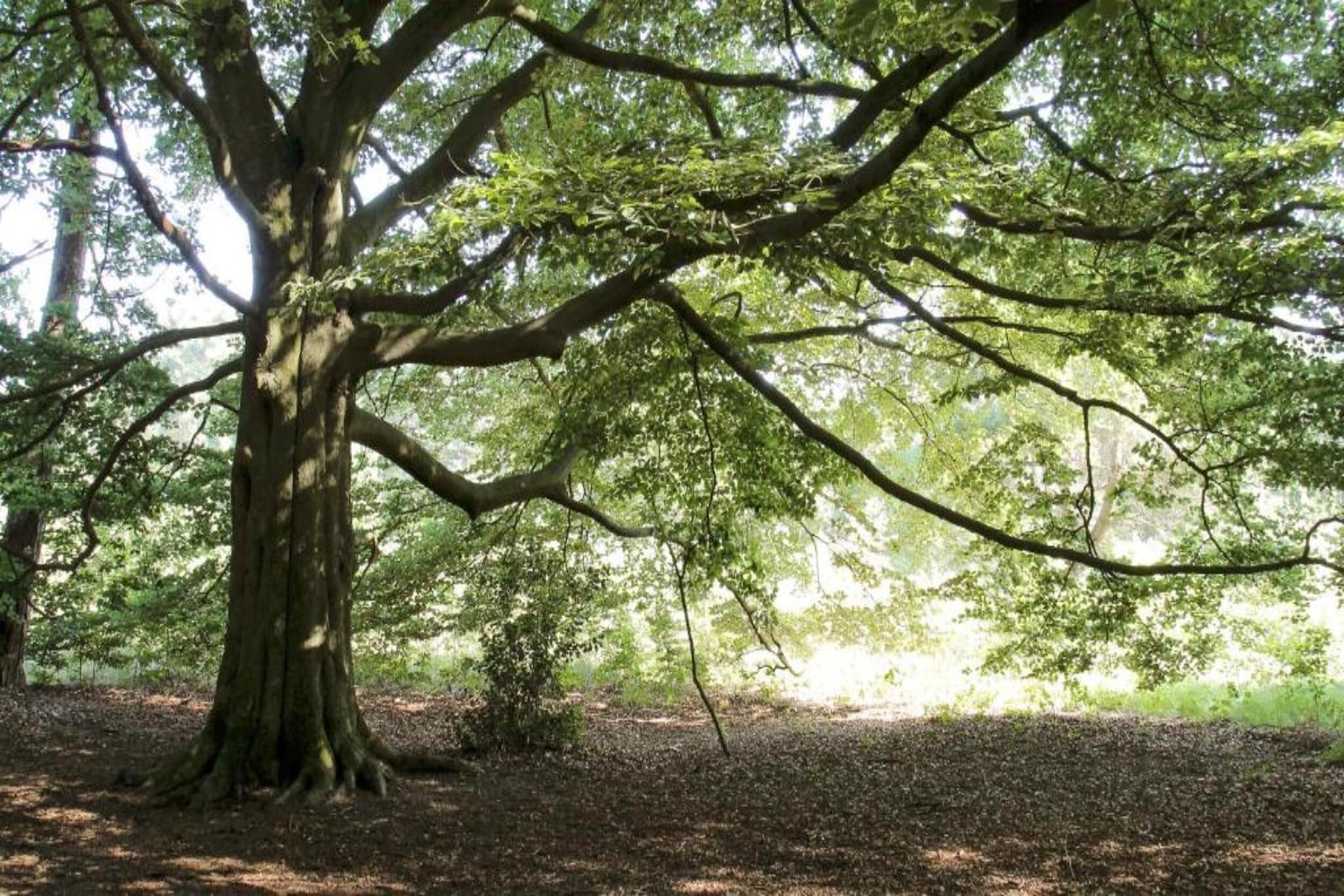 Bospark Markelo 1-Areas summer 20km
