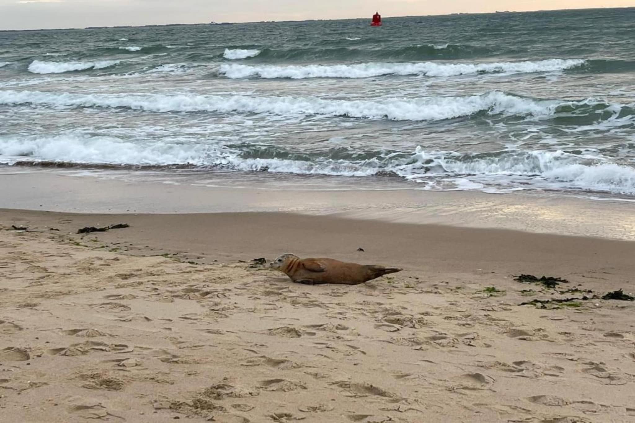 Slaapstrandhuisje - Strand dishoek 60-Gebieden zomer 20km