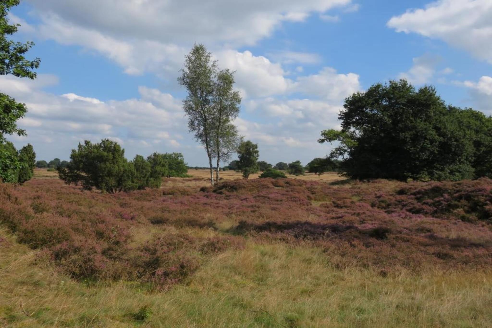 Vakantiepark Hunzedal 12-Gebieden zomer 20km