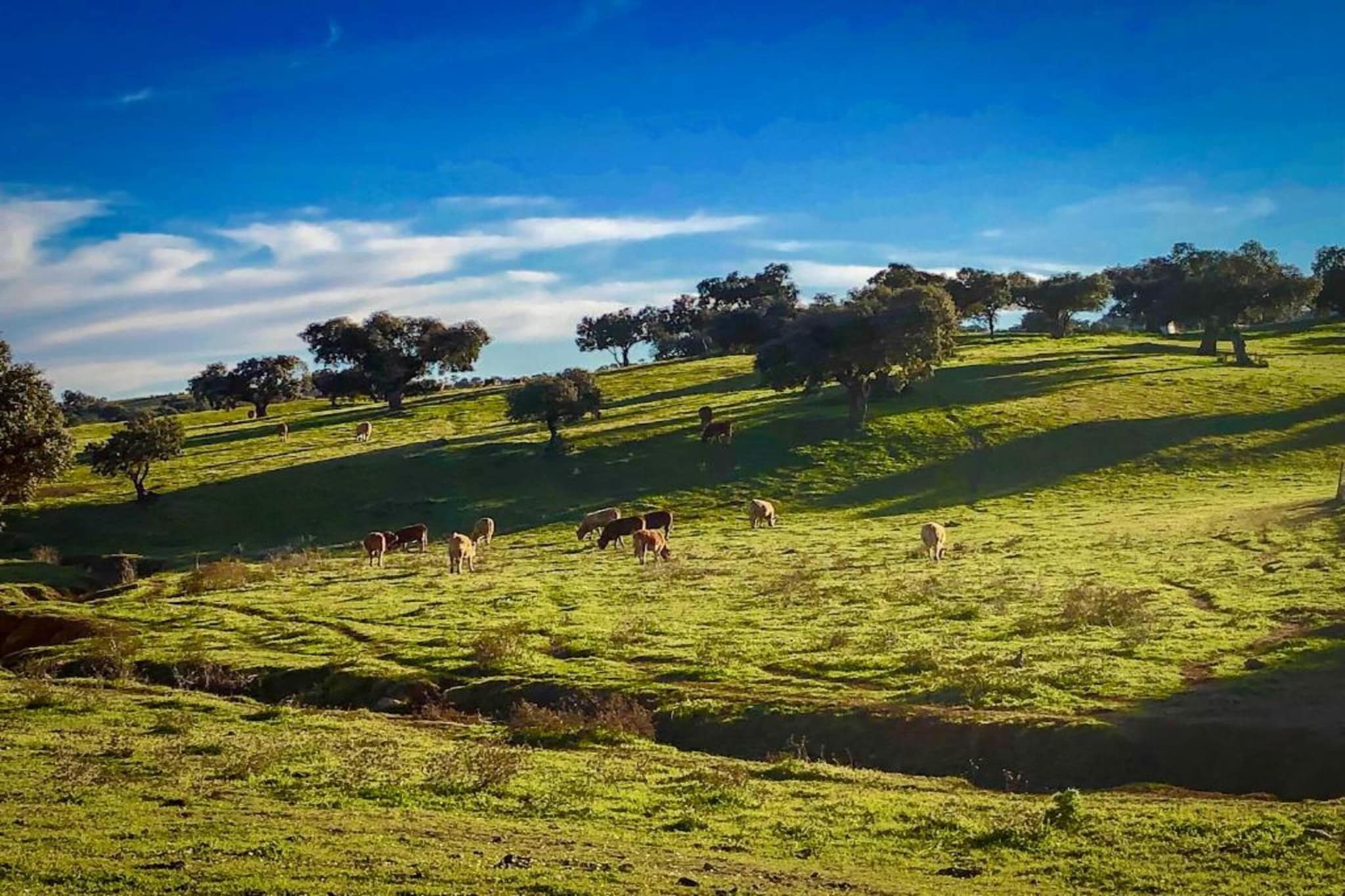 Villapark Ehzerburg 2-Gebieden zomer 20km