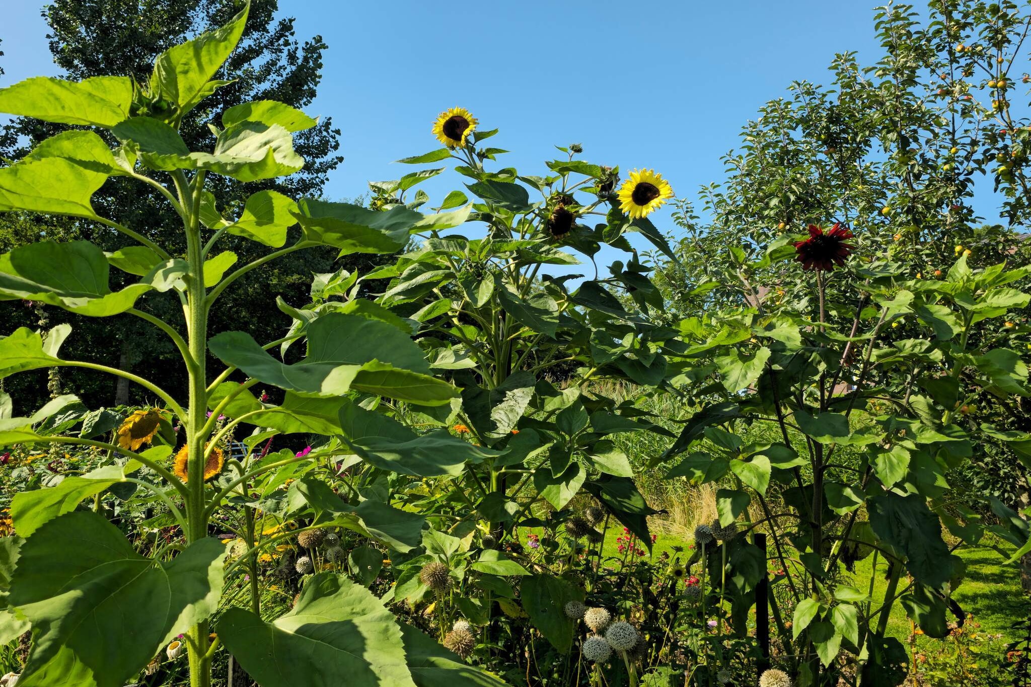 At the end of a cul-de-sac and towards a peaceful by Rudbøl area lies this charming, thatched cottage. The house offers three good double bedrooms, a large and bright bathroom with shower and kitchen and dining room, from which there is access to a secluded, east-facing tiled terrace with good opportunity to enjoy your morning coffee. Please note that there is free access to the communal swimming pool at the campsite. The house is incl. Linens and towels. Not for rent to youth groups.
A refundable deposit might be charged closer to your check-in date. This deposit covers utilities consumed during your stay and any additional services that may be taken. The final amount will be adjusted based on actual meter readings, actual usage of extra services, and any remaining balance will be refunded within 21 days after checkout.