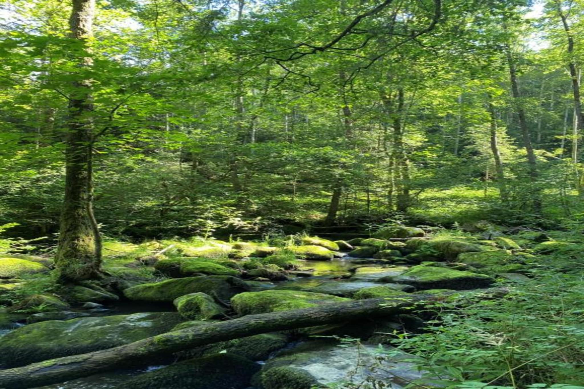 Bayerischer Wald-Gebieden zomer 20km